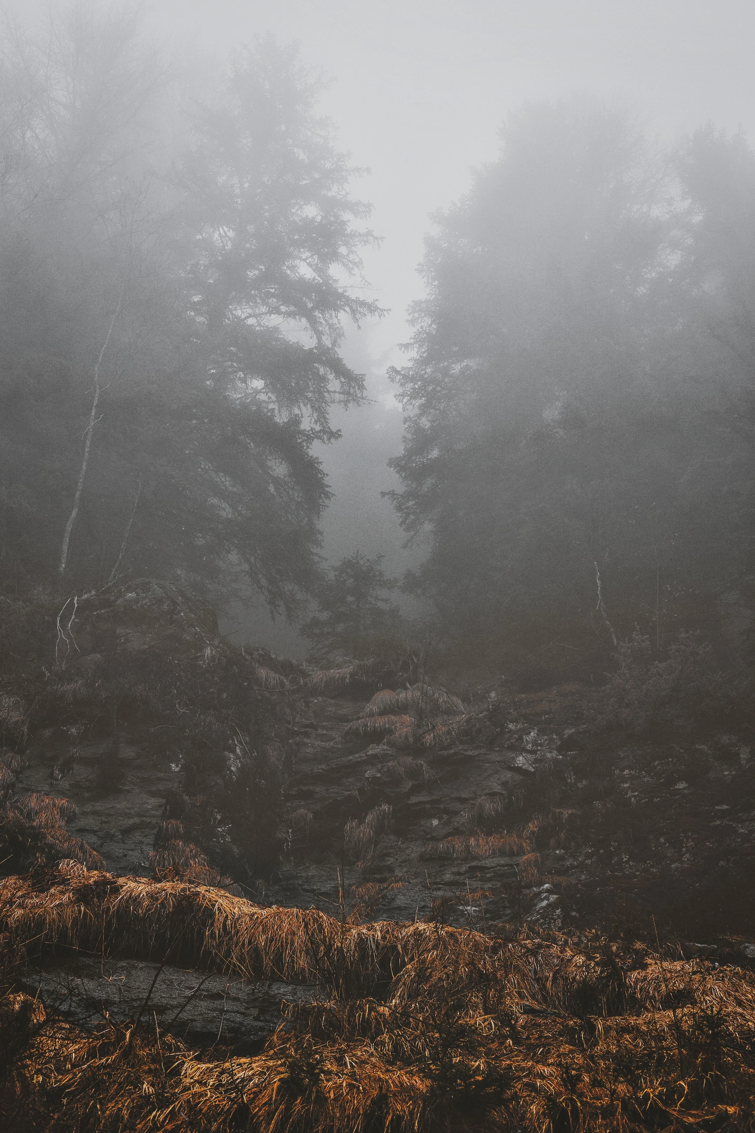 A foggy forest scene with tall trees in the background and a flowing river or stream in the foreground, surrounded by brownish grass or moss.