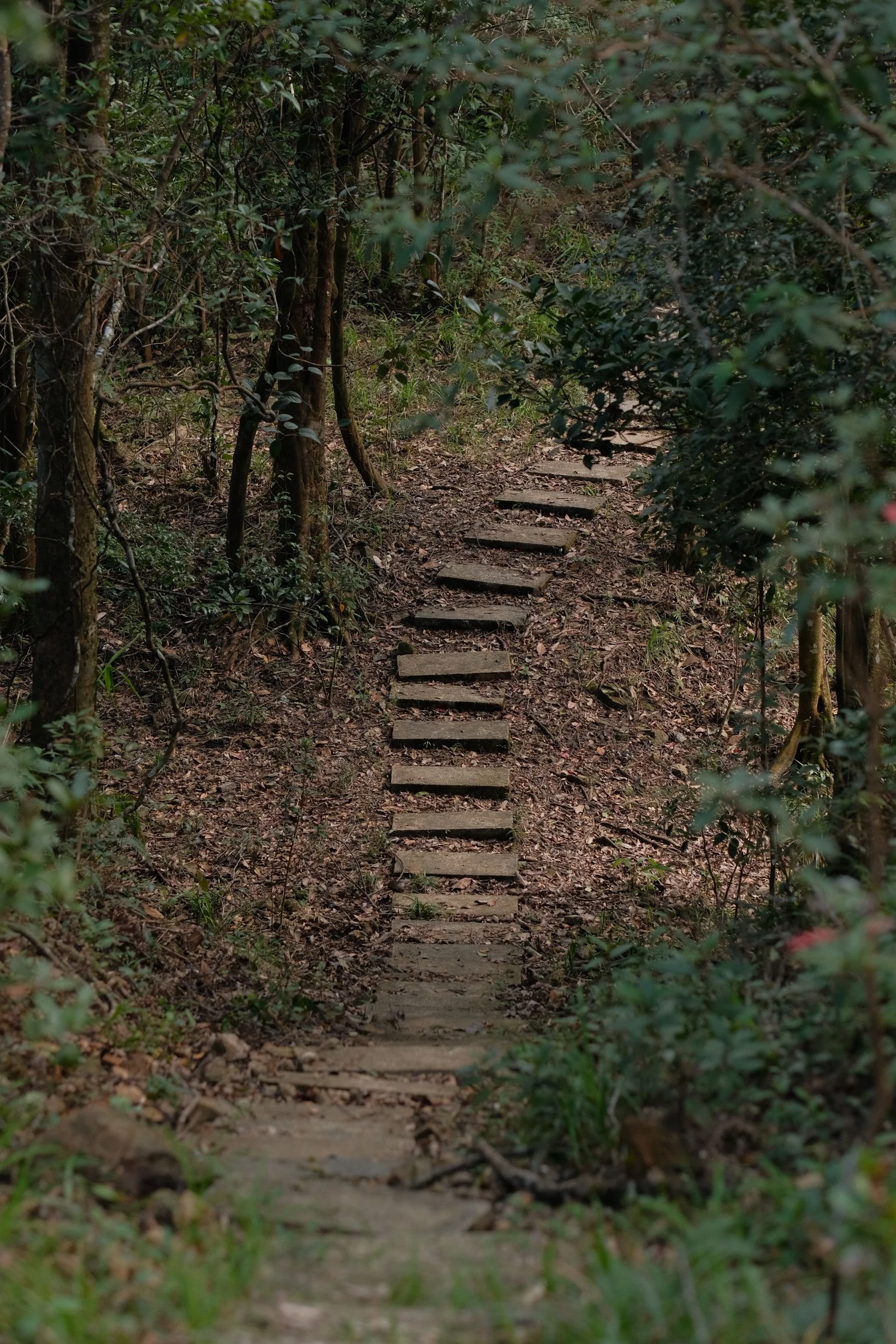 A narrow dirt trail with small wooden steps ascending through a densely wooded forest, surrounded by green foliage and trees.