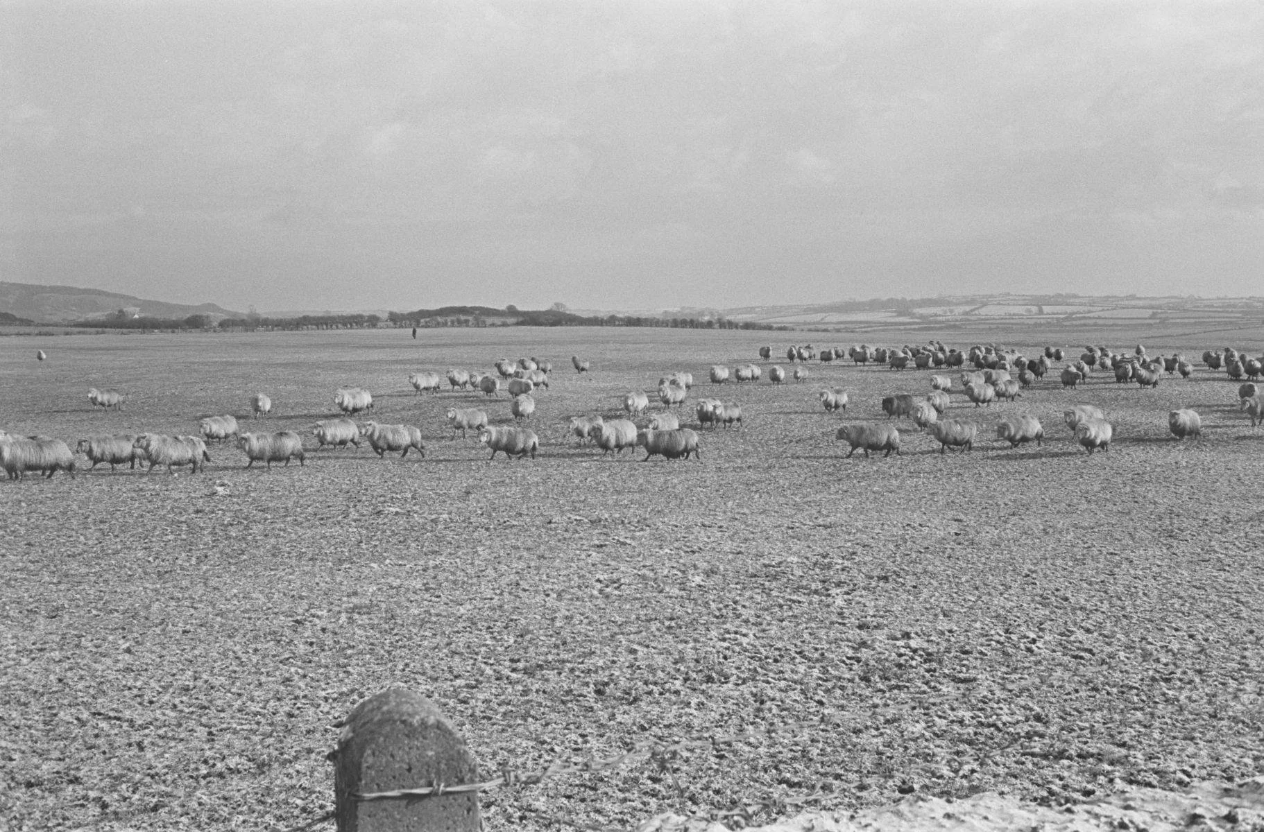 An old photograph of sheep on snowy ground on Anglesey