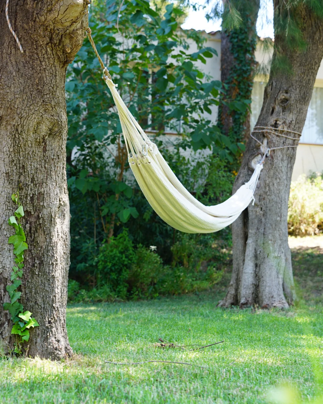 A white hammock tied between two mature trees in a lush green backyard, with a grassy yard, hedge, and house in the background.