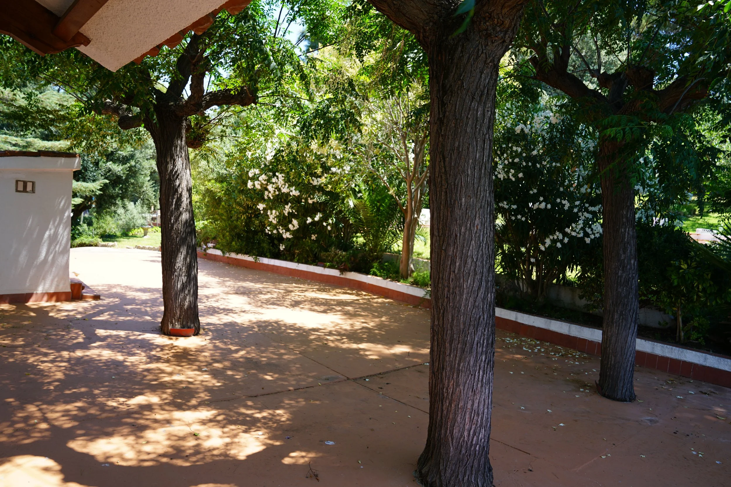 A backyard with three large trees casting shadows on the ground, white flowering bushes, and a white wall with brown trim in the background.