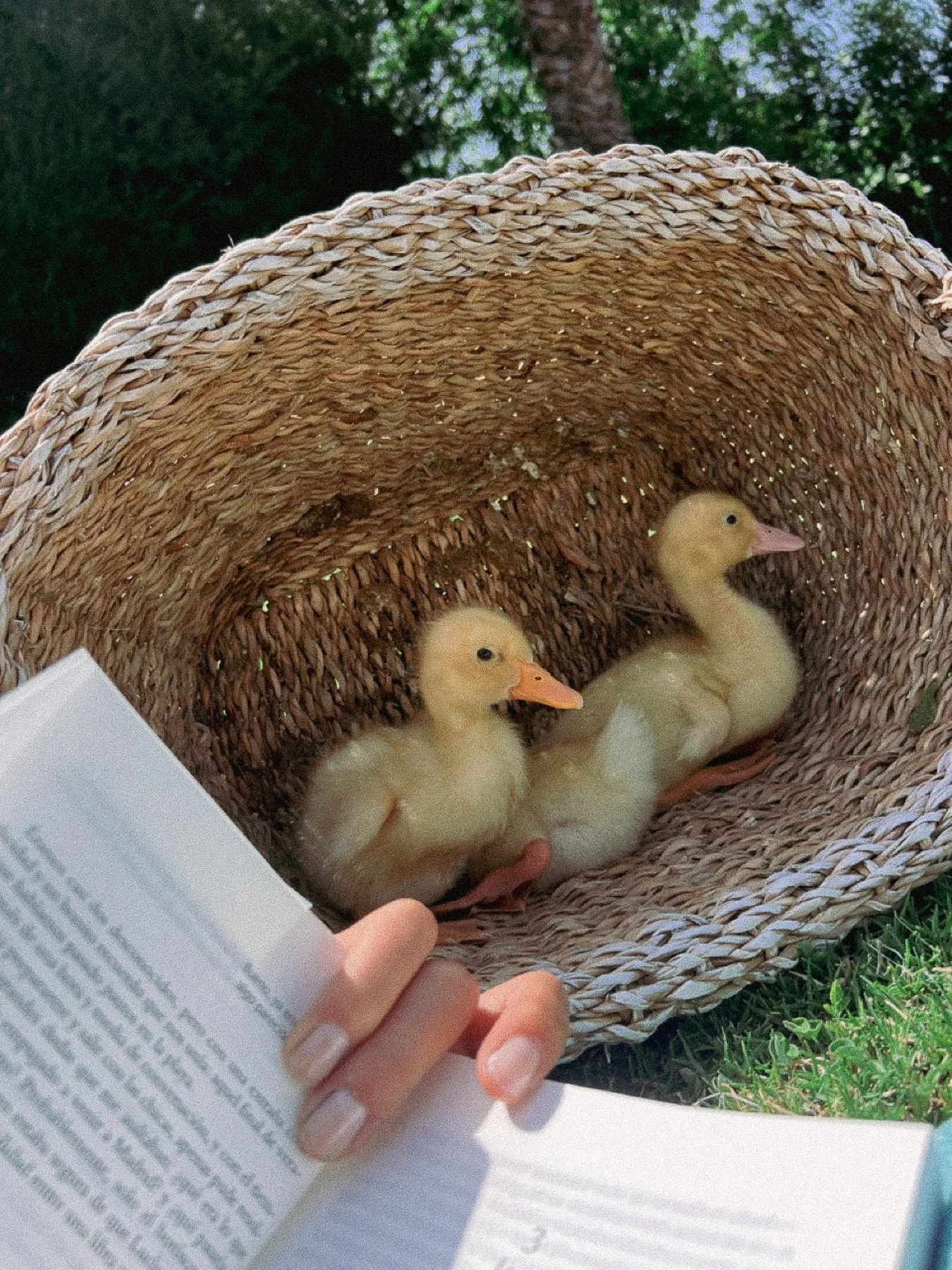 Two yellow ducklings are inside a woven basket, and a person is holding a book or paper with text.