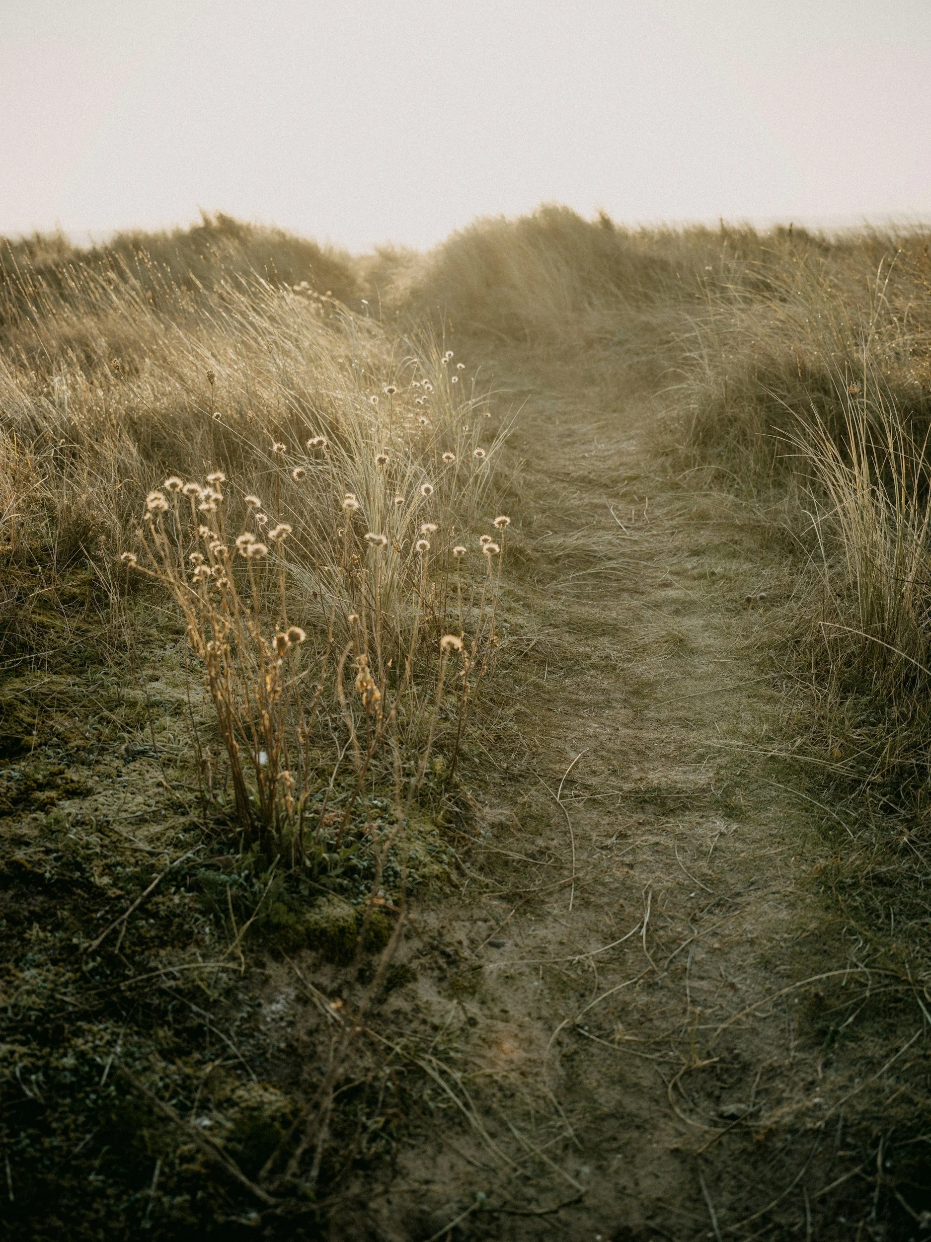 A dirt walking trail runs through tall, dry grass in a field during sunset or sunrise.