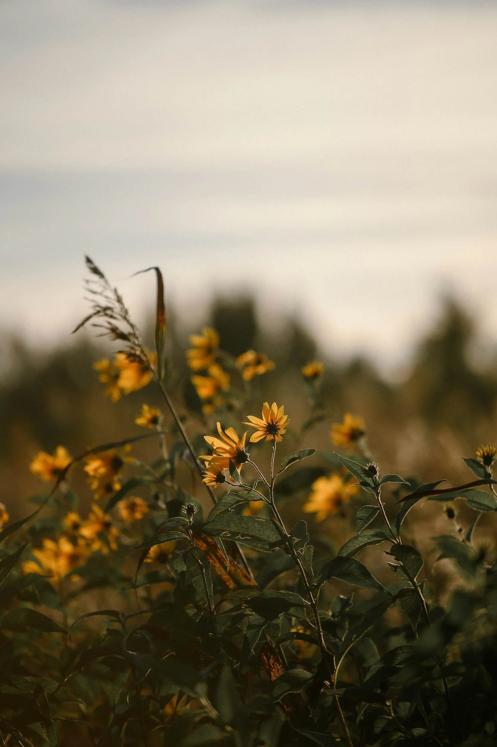 Blurred image of yellow flowers and green leaves in a field at sunset, with a soft, warm glow in the background.