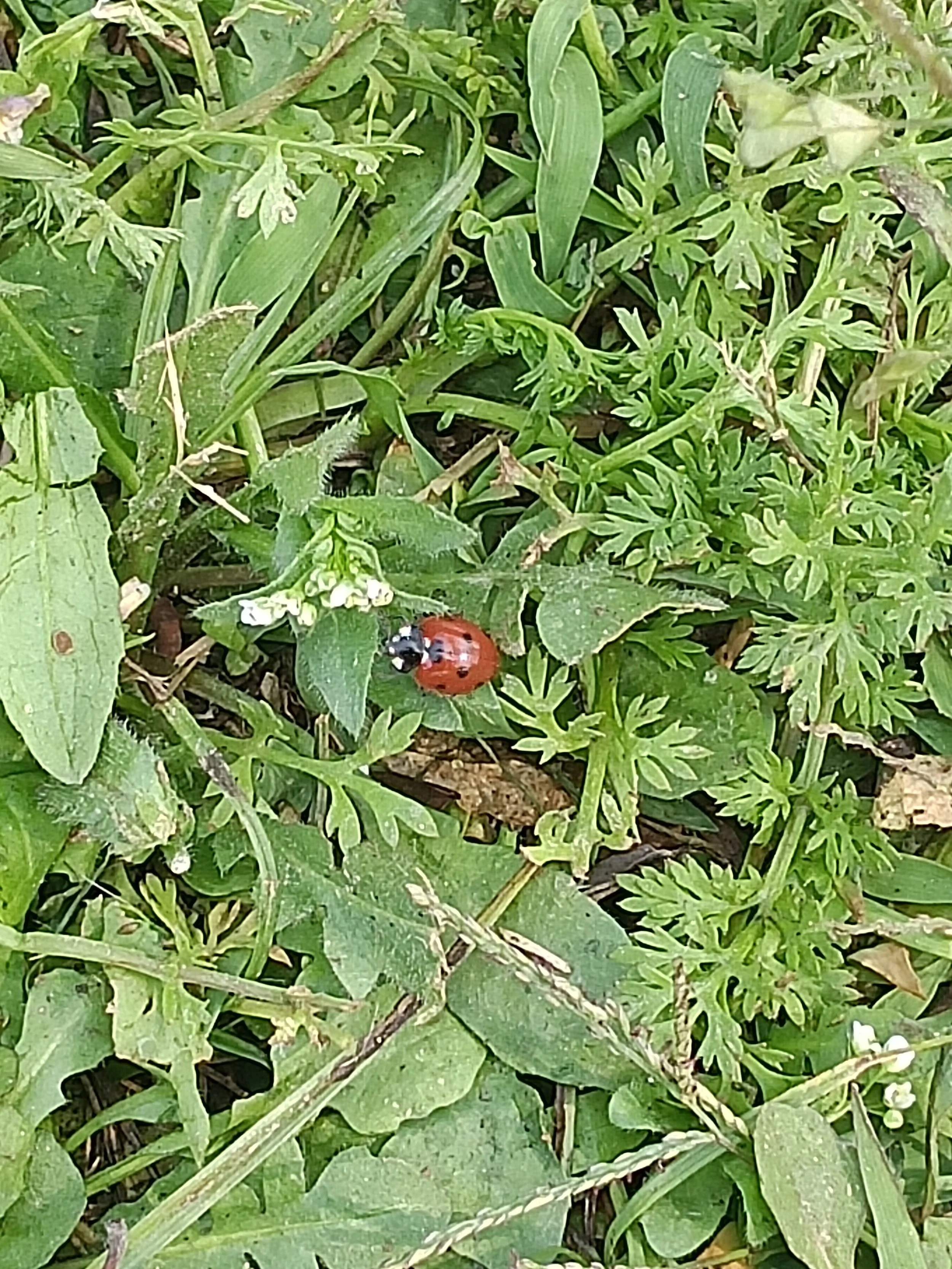 Close-up of a patch of green grass and weeds with a ladybug on a leaf.