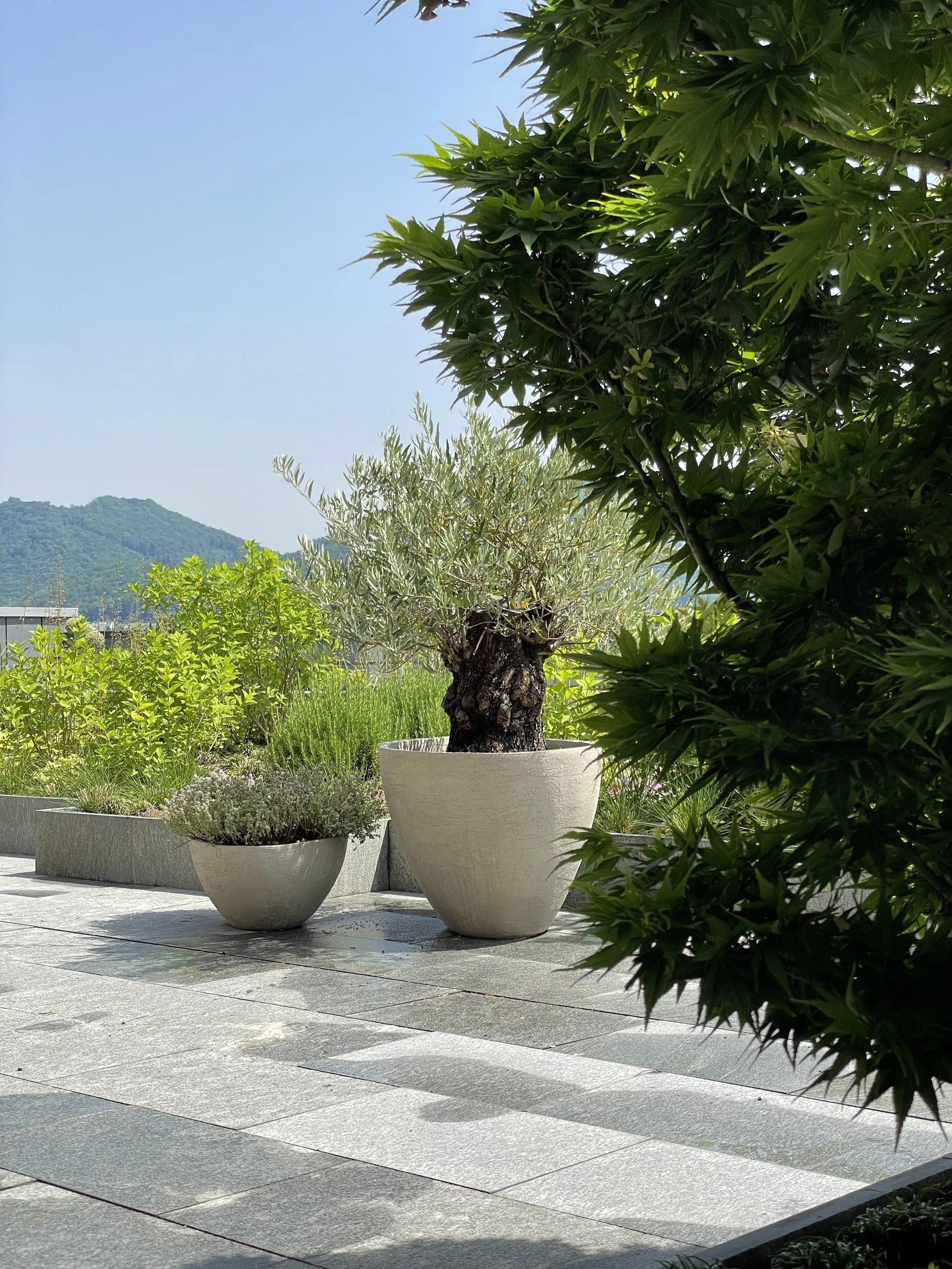 Grüne Pflanzen in weißen Pflanzkübeln auf einer Terrasse, im Hintergrund grüne Hügel und blauer Himmel.