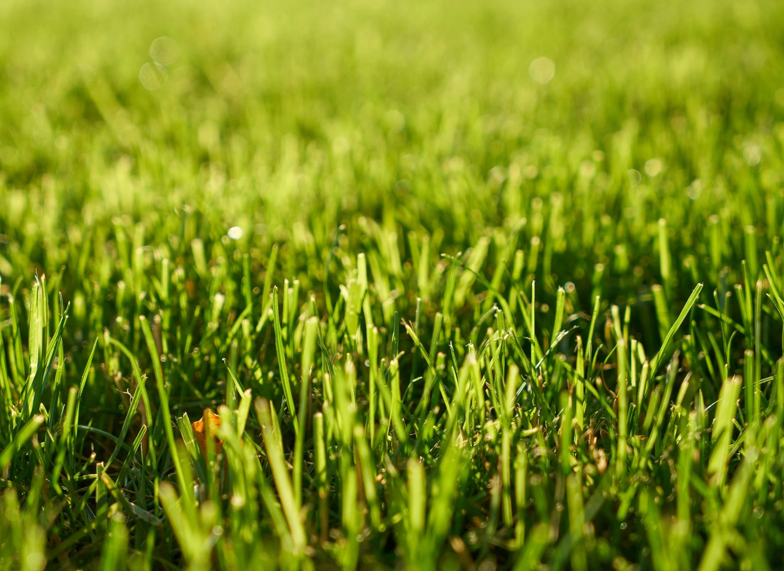 Nahaufnahme von grünem Gras mit Sonnenlicht, unscharfer Hintergrund.