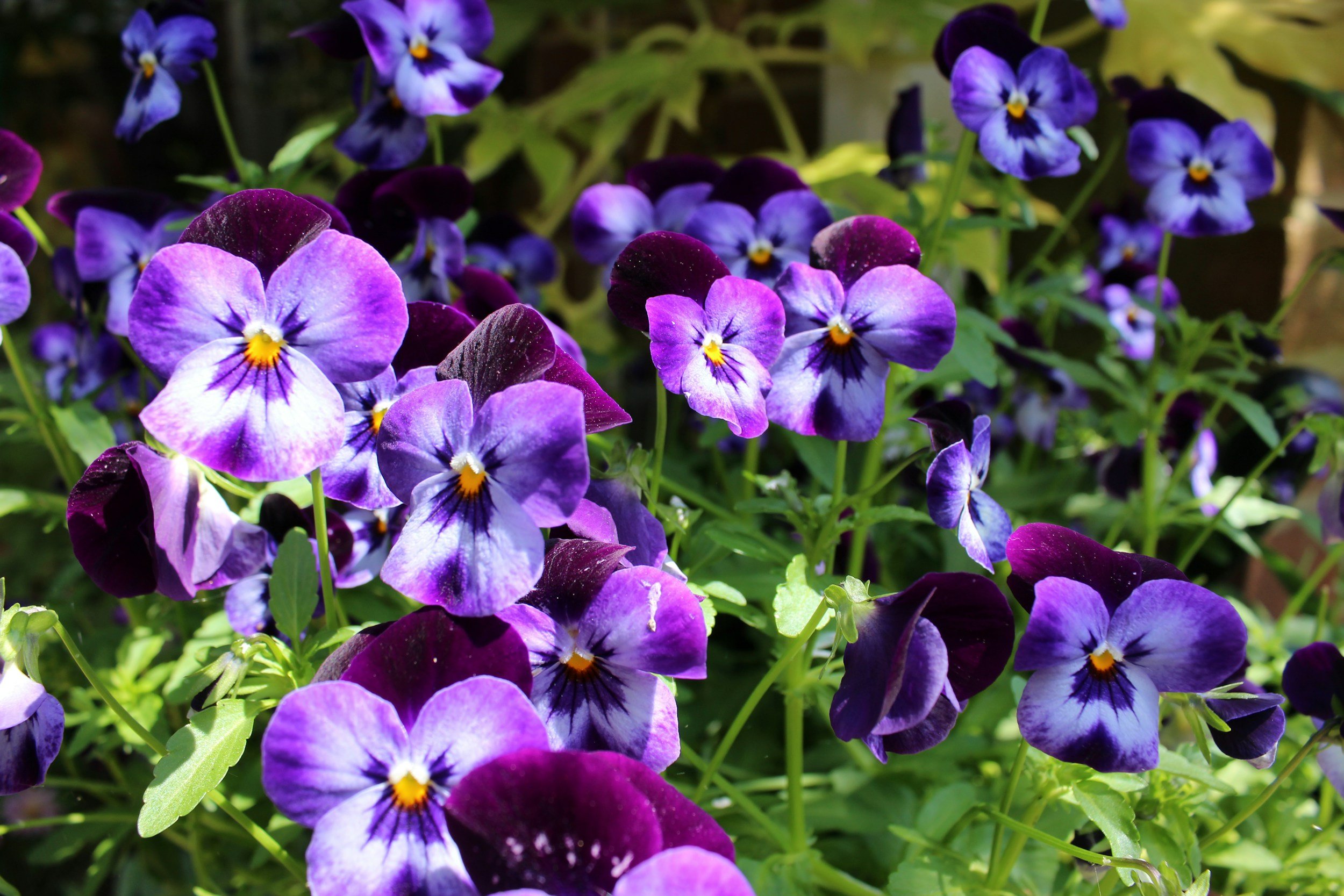 Bunte Veilchenblumen in verschiedenen Lilatonen und Purpur, mit grünen Blättern im Hintergrund.