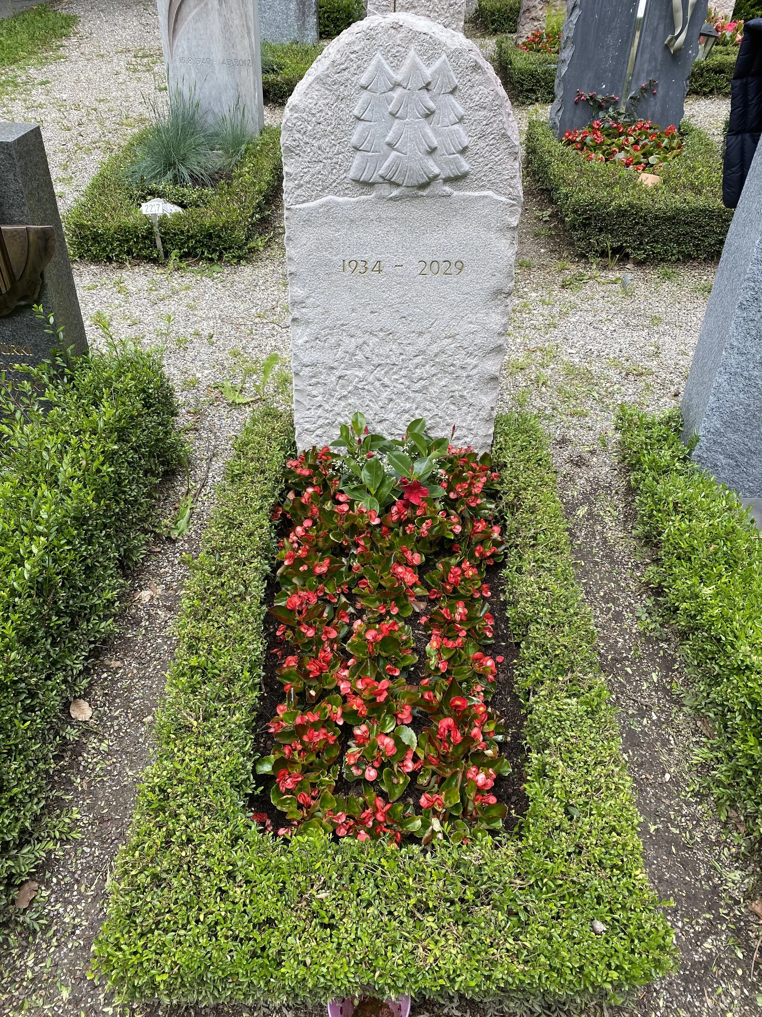 Grabstein mit eingraviertem Weihnachtsbaum, Jahreszahlen 1934 und 2029, vor Büschen und Blumen in einem Friedhof.