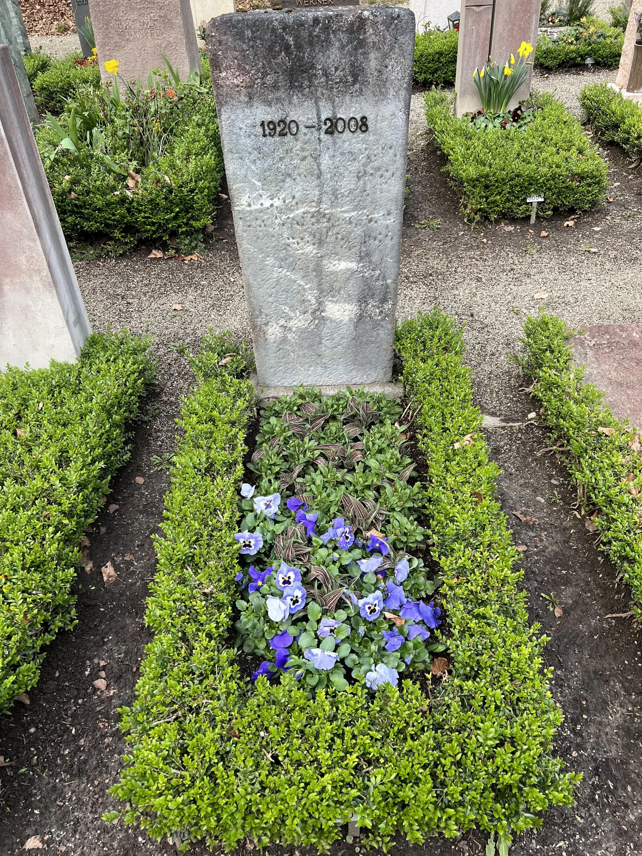Grab von grünem Strauchwerk mit einer Blumenrabatte aus violetten und blauen Veilchen und bunten Streifenpflanzen, mit einem gekreuzten Stein mit Jahreszahlen 1920-2008 im Hintergrund.