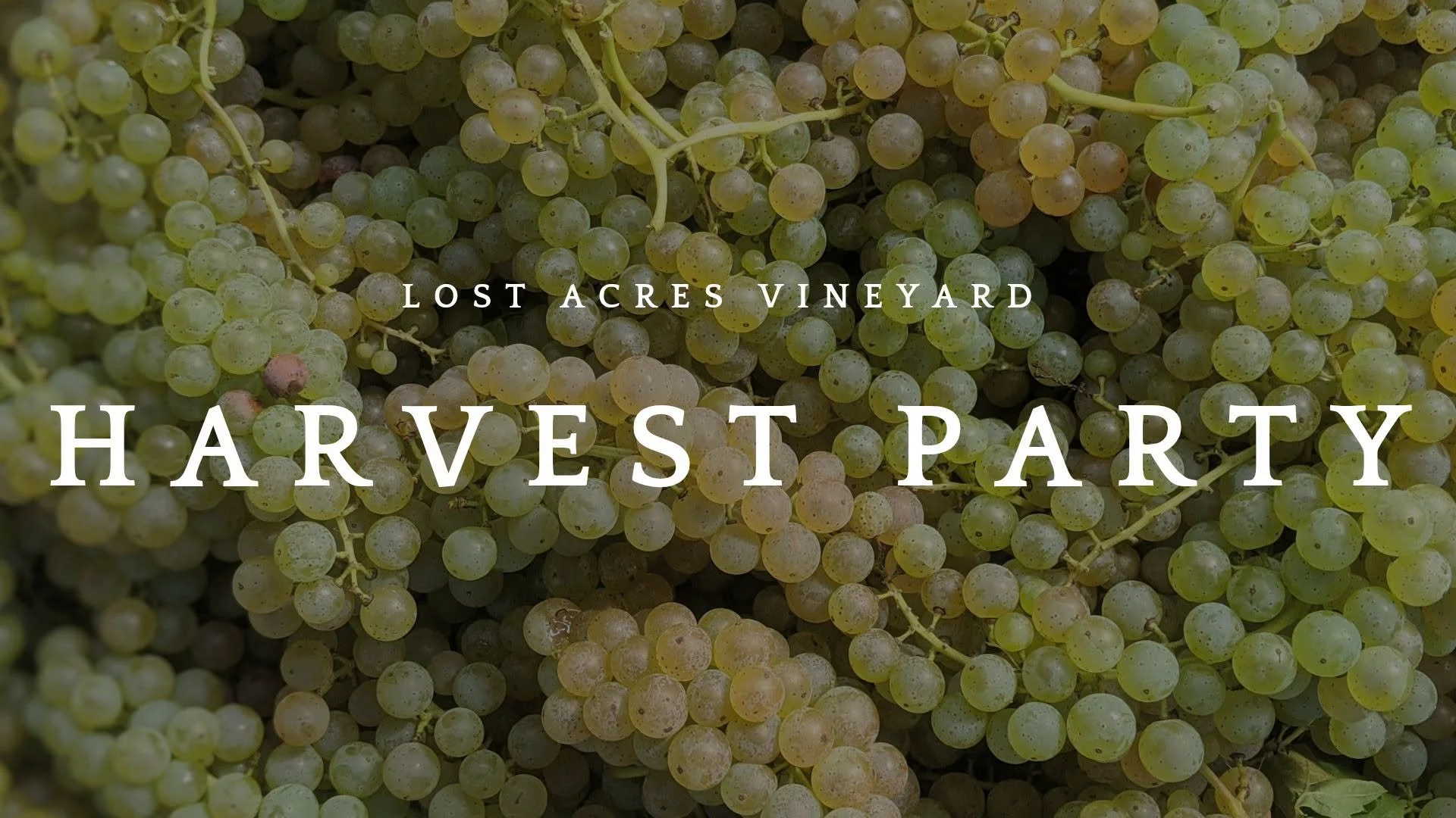 Harvest Party at Lost Acres Vineyard