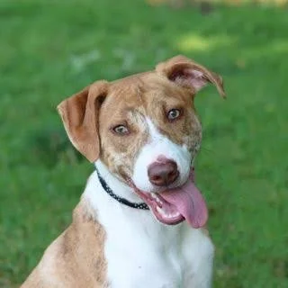 CT Humane Society Annual Pet Adoption Event