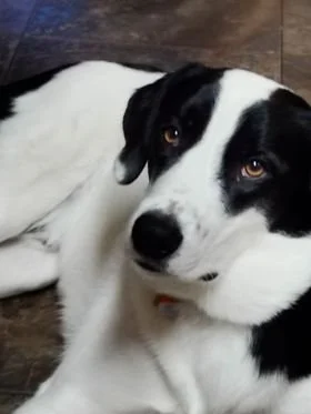 Close-up of a black and white dog lying on a wooden floor, looking at the camera.