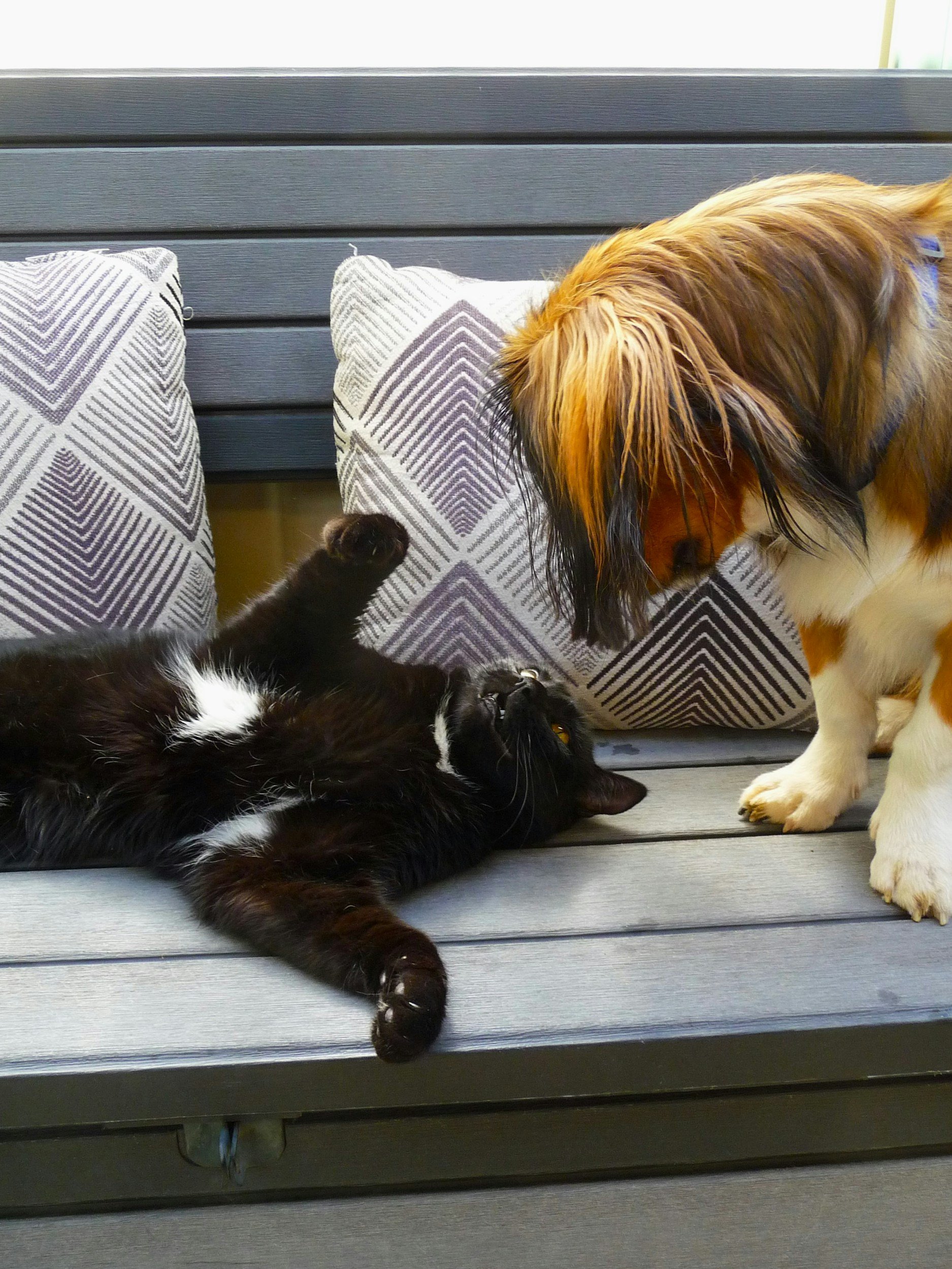 A black and white cat lying on its back on a bench with a paw raised, facing a large brown and white dog with long fur, both appearing to interact.