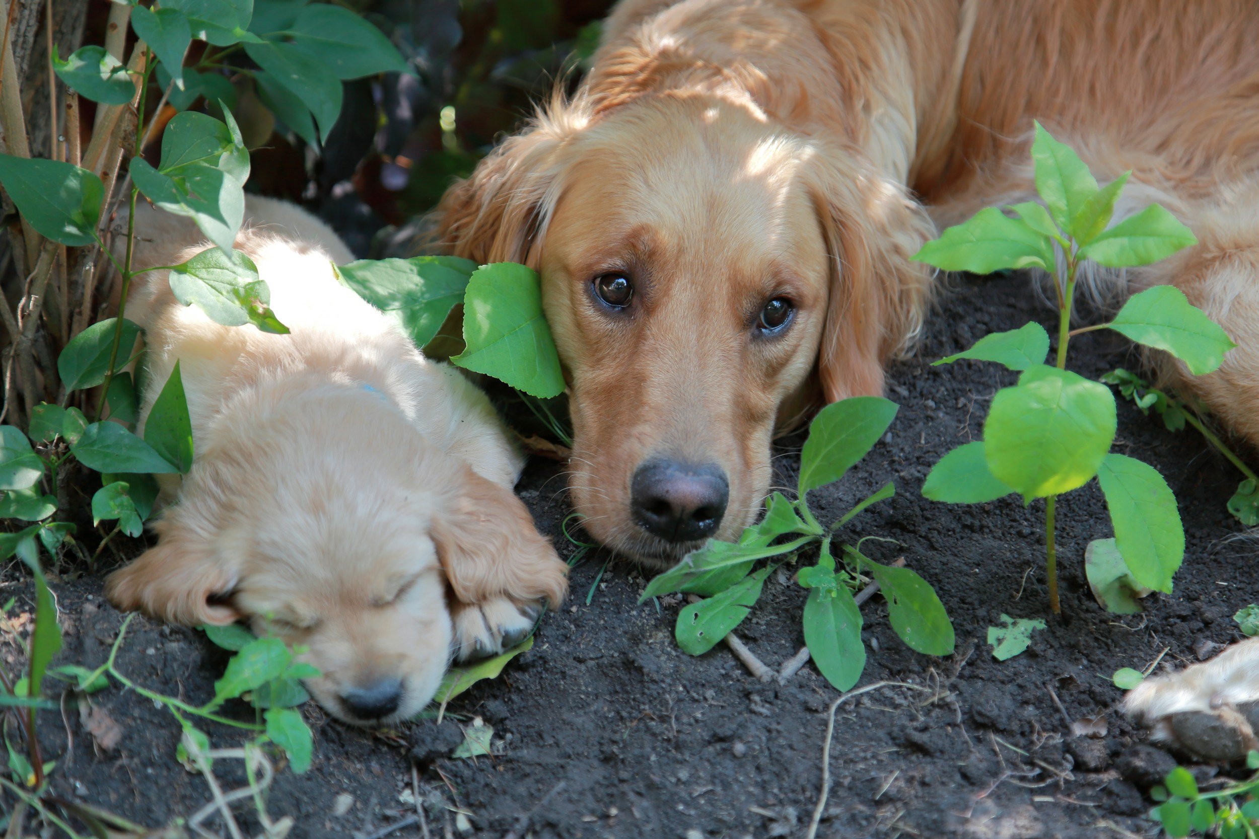 Two puppies lying on the ground among green leaves and plants, one with a light golden coat and the other with a creamy white coat, resting quietly in a garden or outdoor area.
