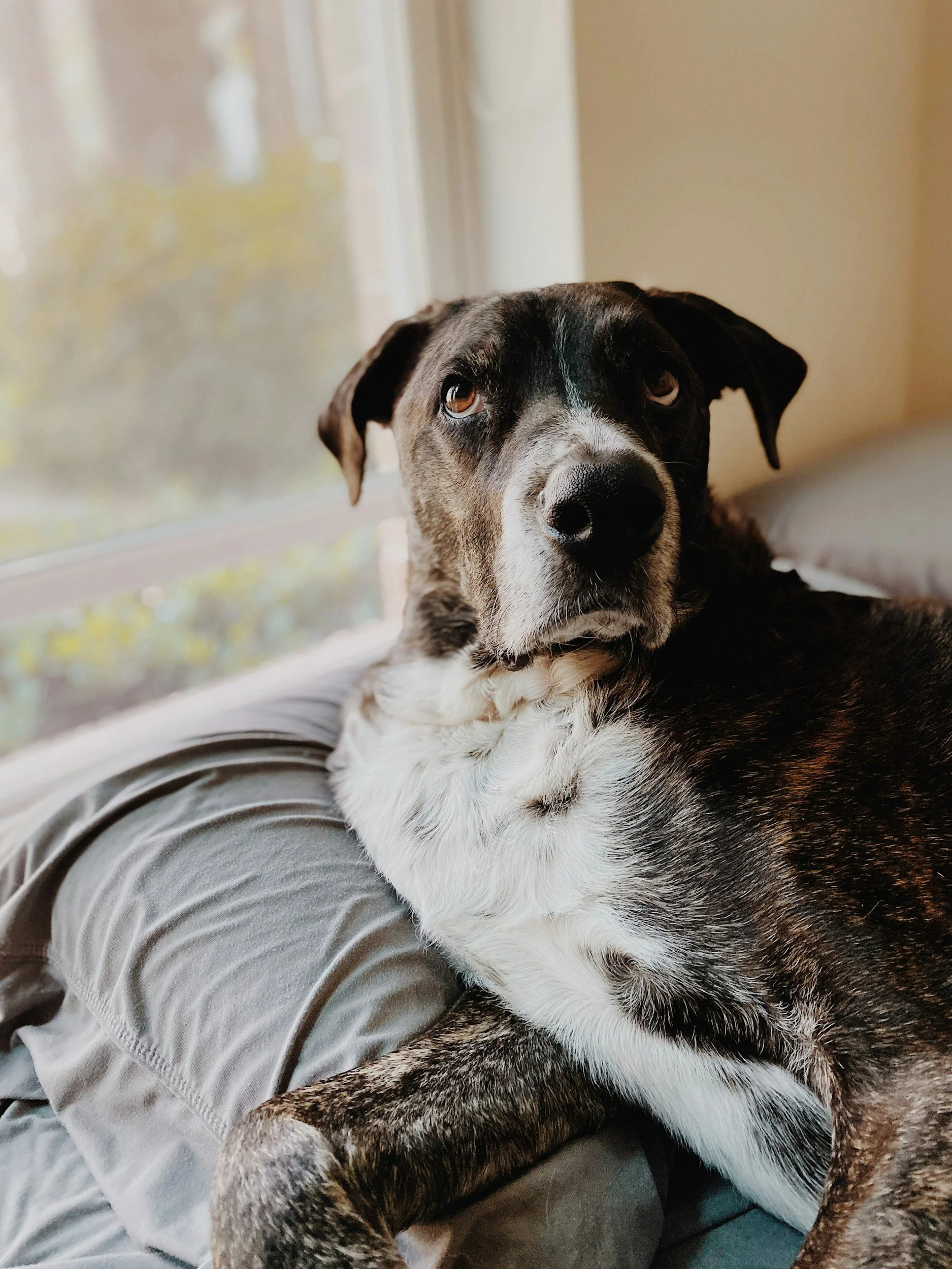 A close-up of a dog lying on someone's lap by a window, with green foliage outside visible in the background.