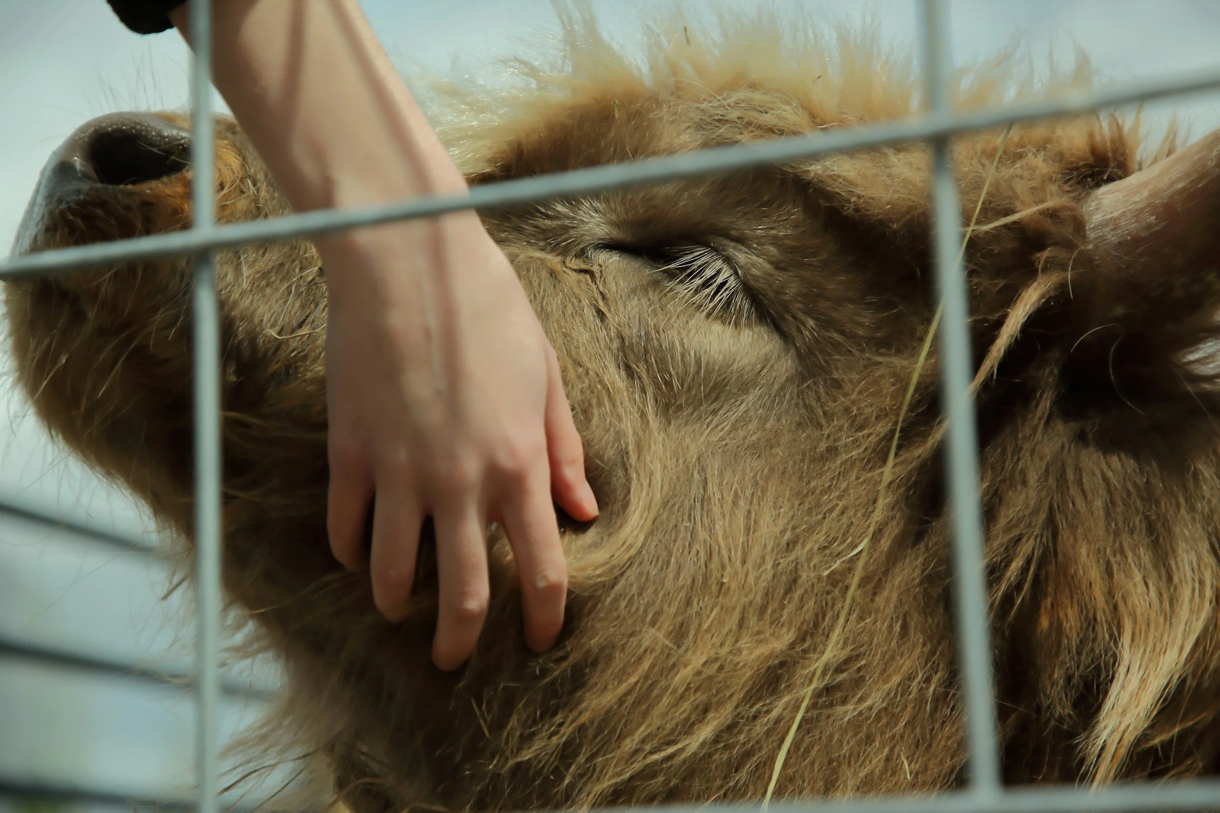 Close-up of a cow's head behind a metal fence, with a hand reaching through and petting the cow.