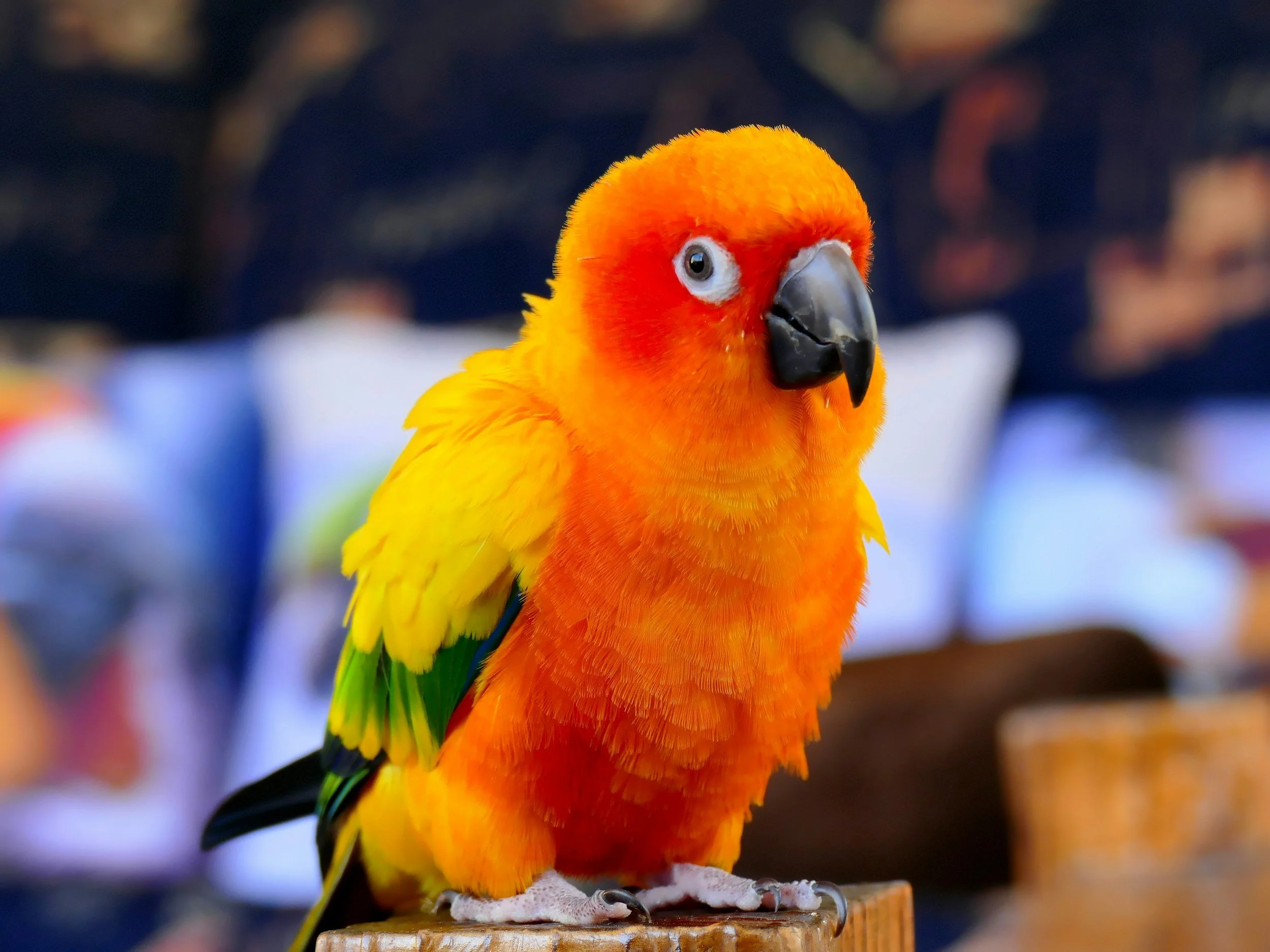 Close-up of a colorful parrot with bright orange, yellow, green, and blue feathers, perched on a wooden branch, with a blurred background.