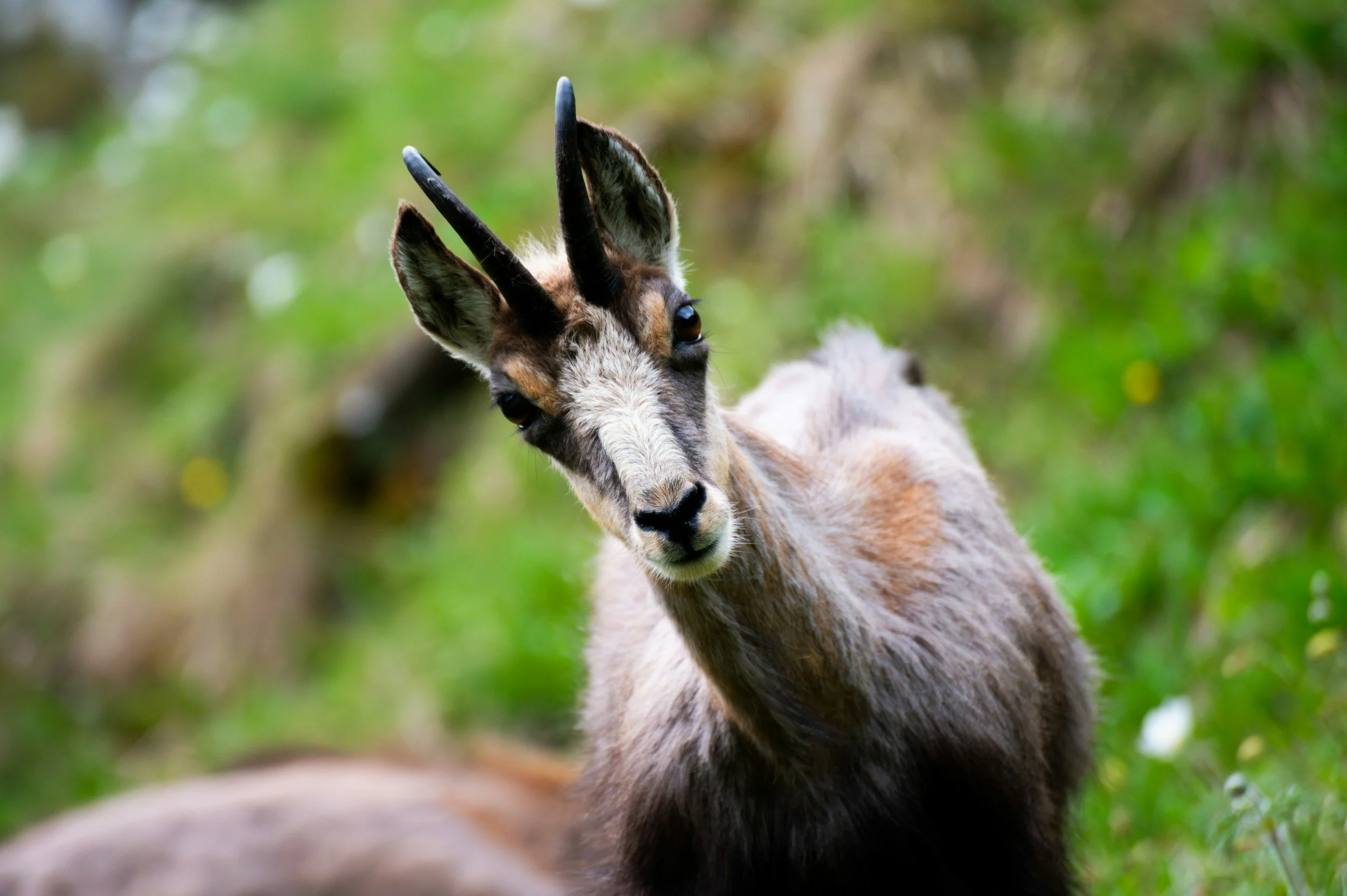 Curious goat