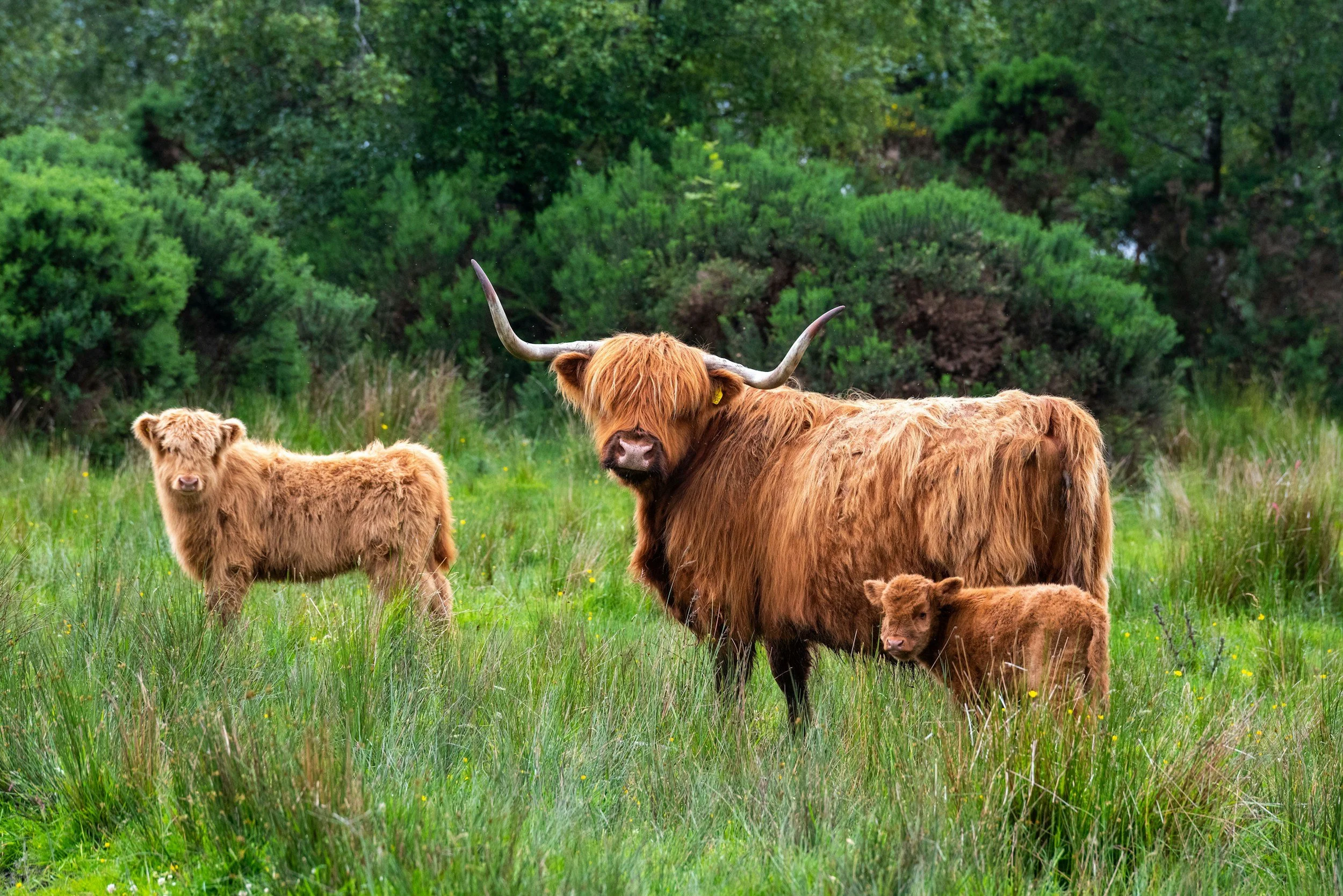 Group of highland cows standing on grassy field looking directly at the camera