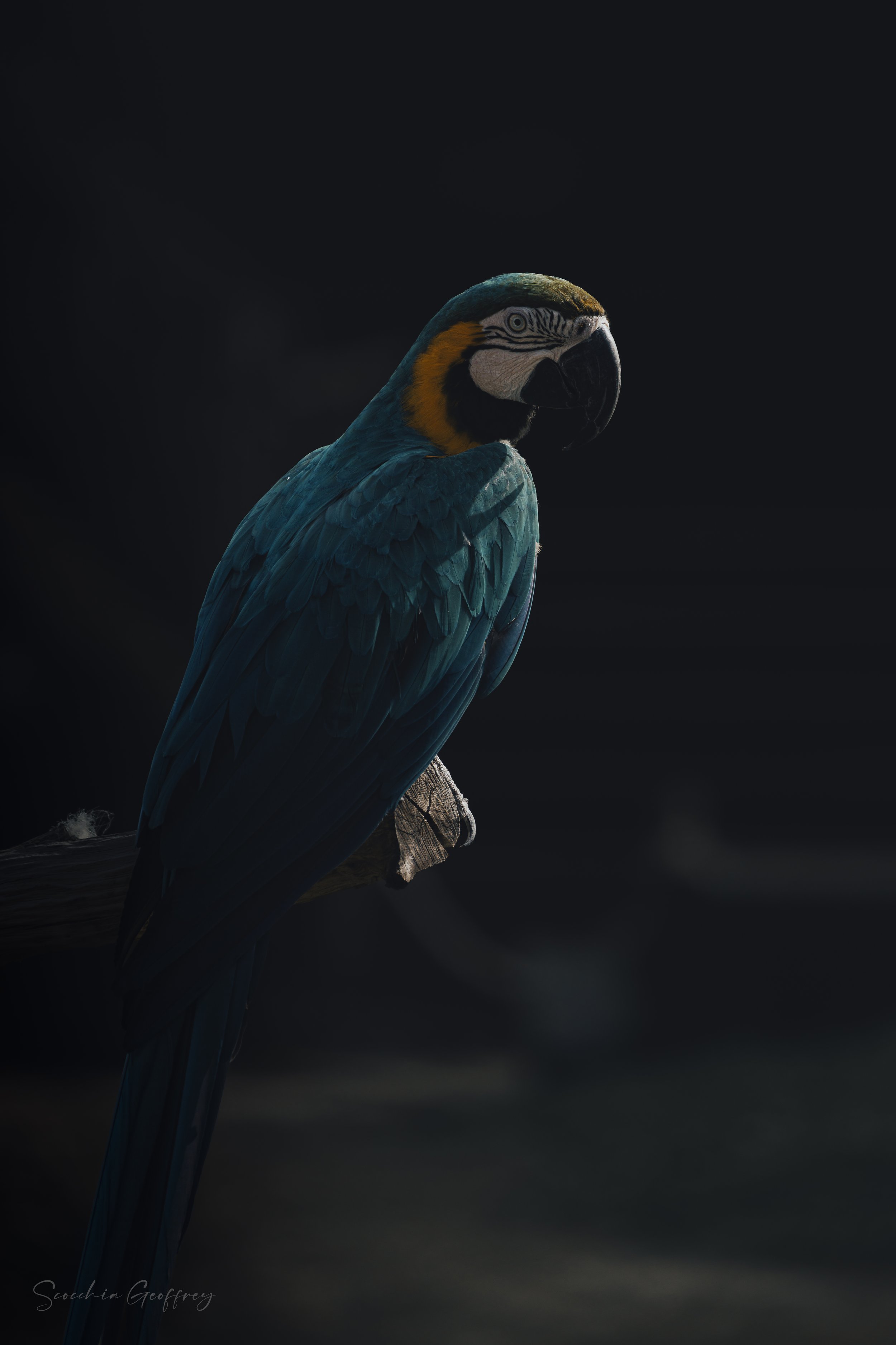 Ara Bleu et Jaune