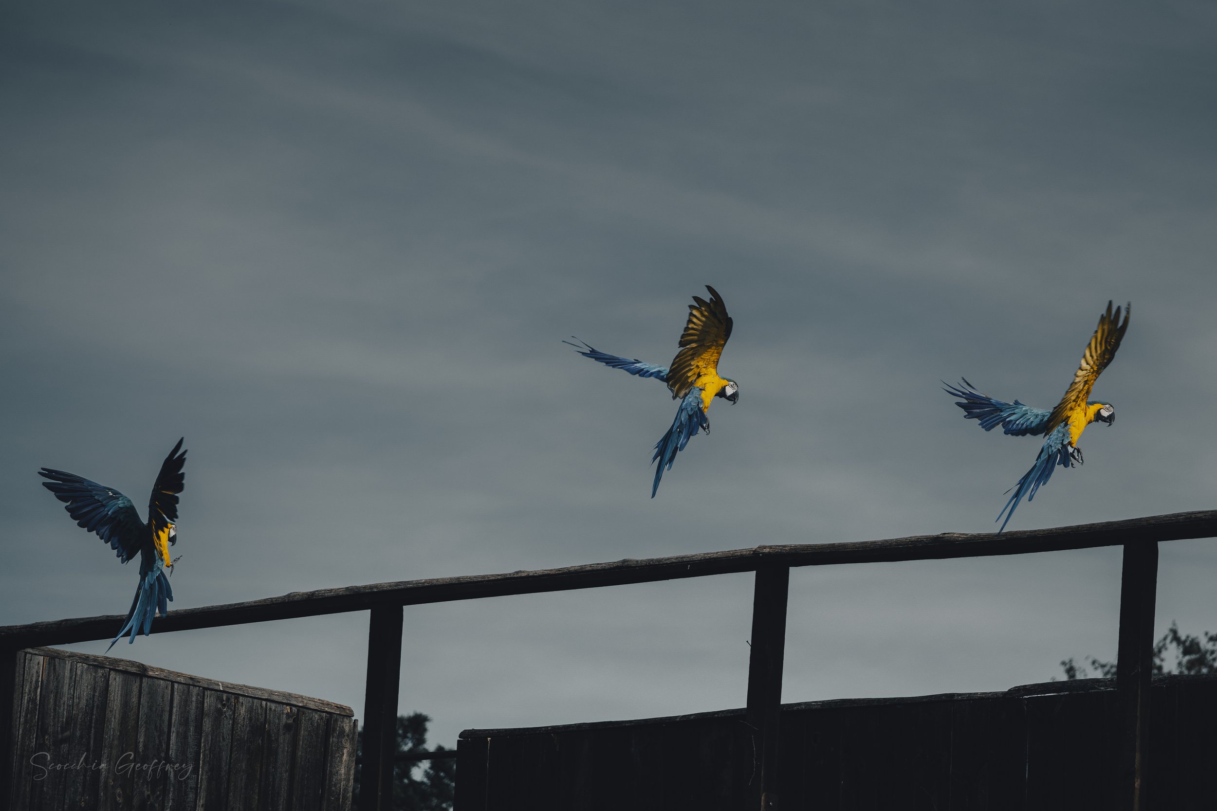 Trio d'Aras Bleu et Jaune en Plein Vol