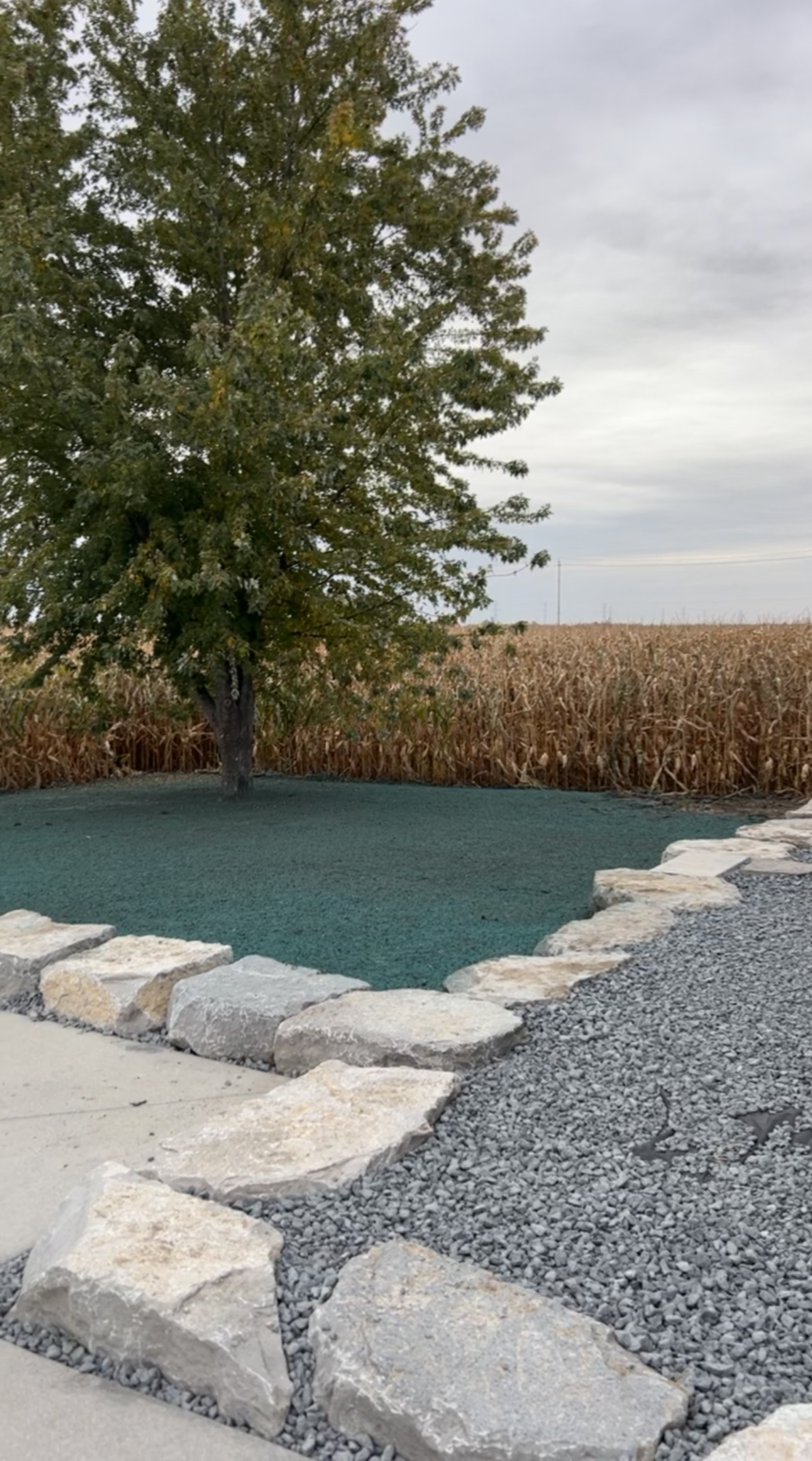 A large tree with green leaves stands near a pond with a rock border, a field of corn in the background under a cloudy sky.