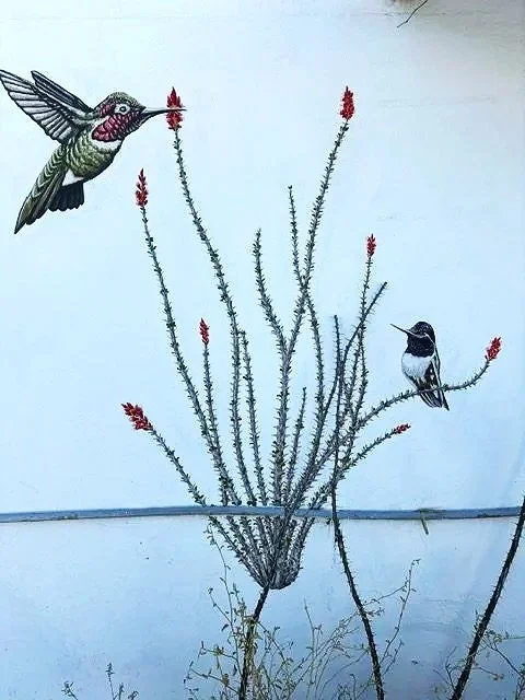 Anna's and black-chinned hummingbird on ocotillo