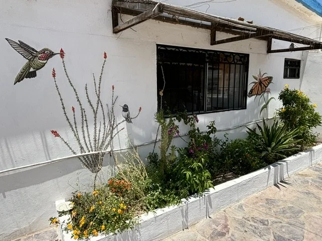 Pollinator garden in Bahia de Kino, SON, MX