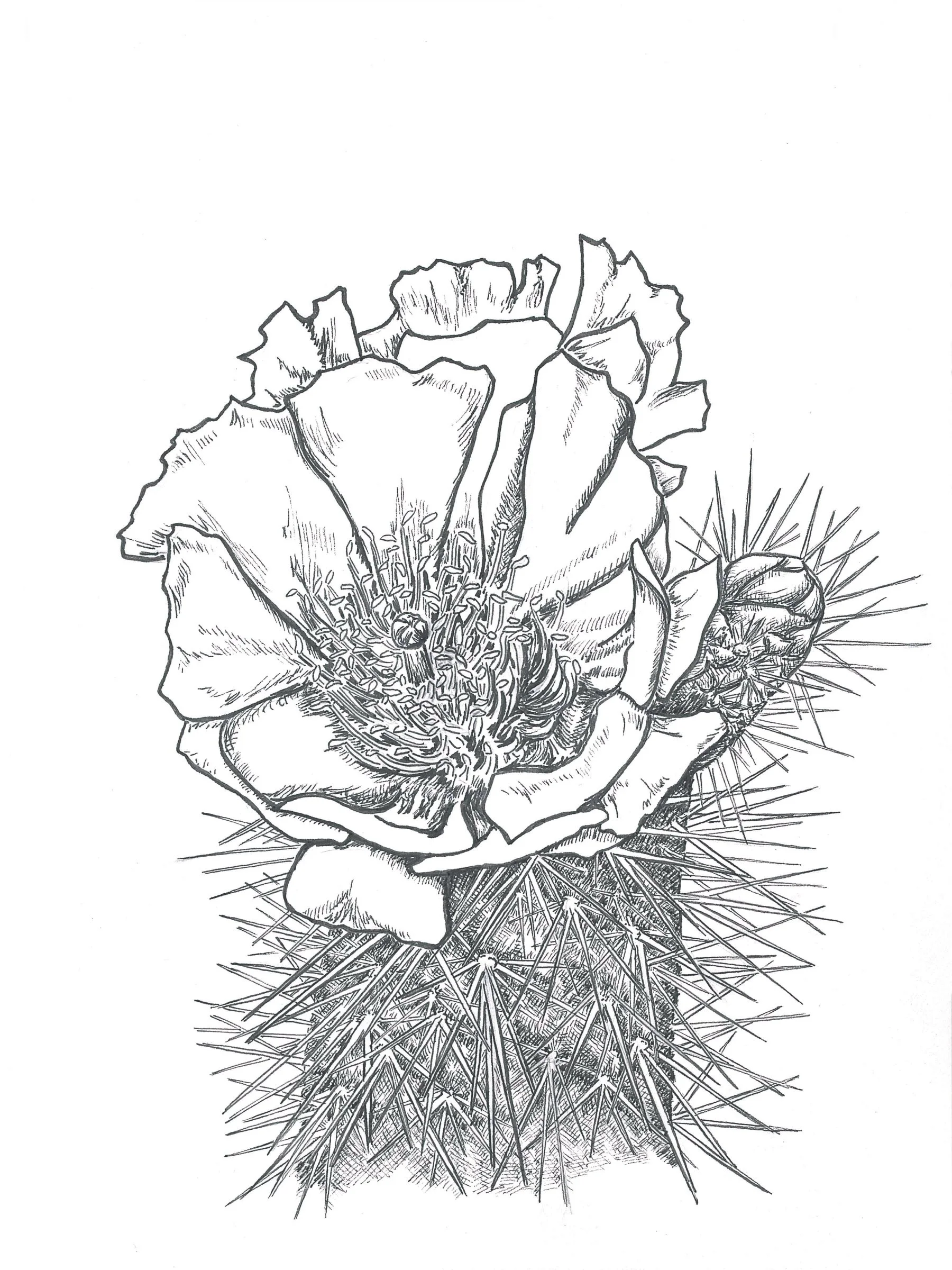 Cholla bloom print