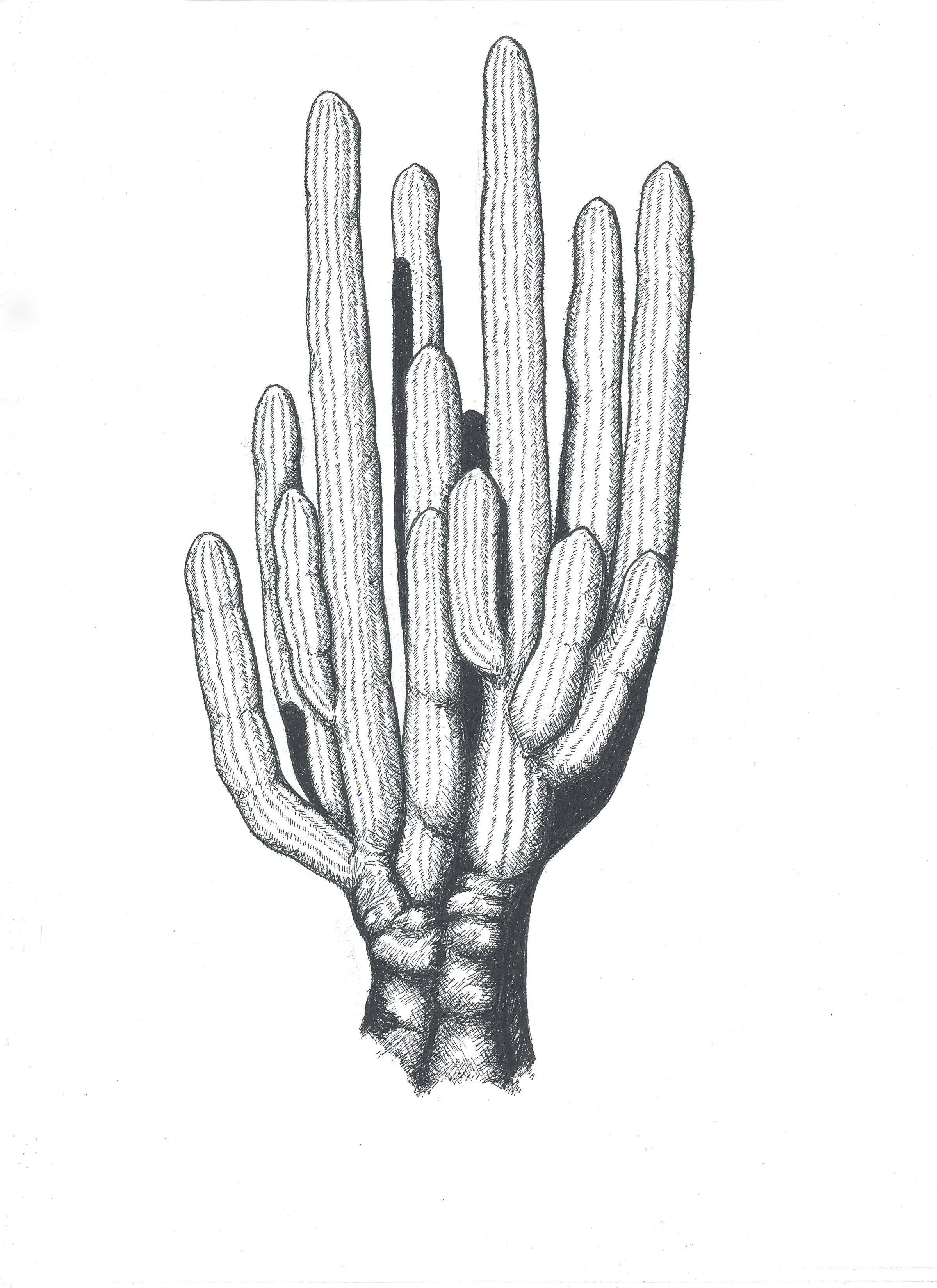 Cardon
5x7 print
