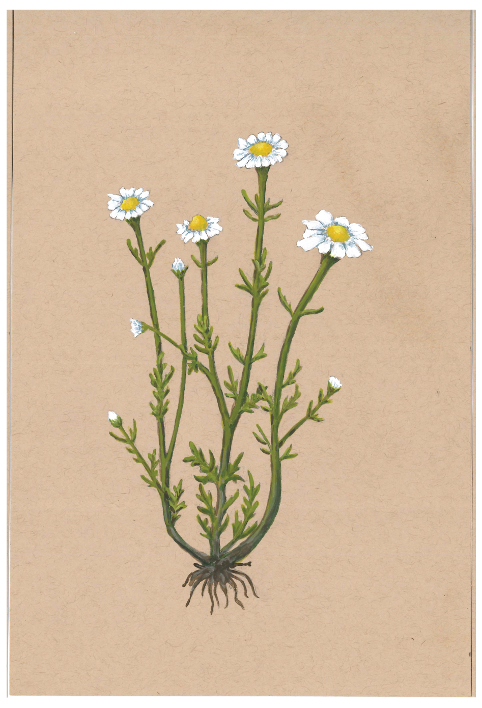 Chamomile print