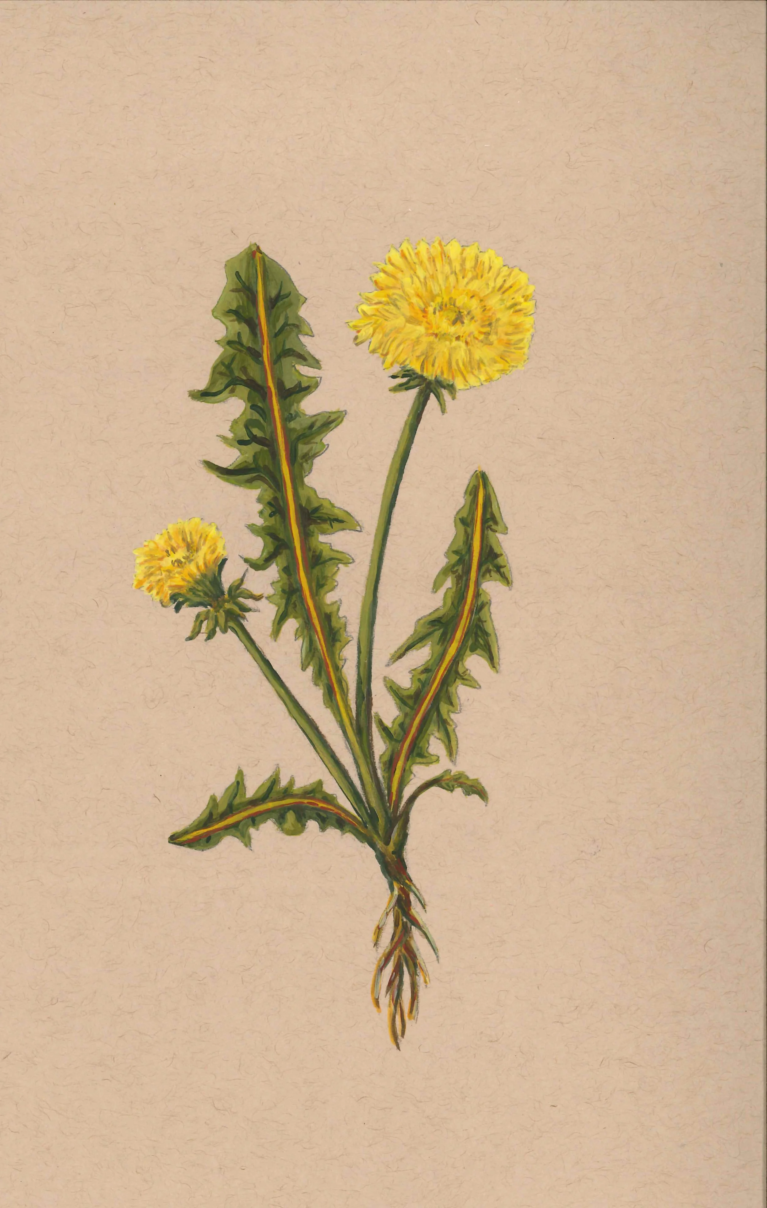 Dandelion print