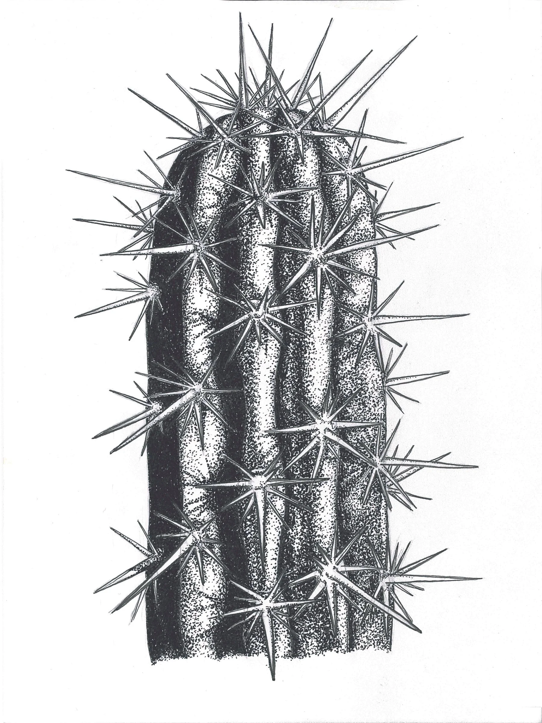 Pitaya print