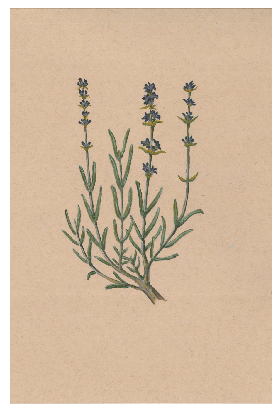 Lavender print