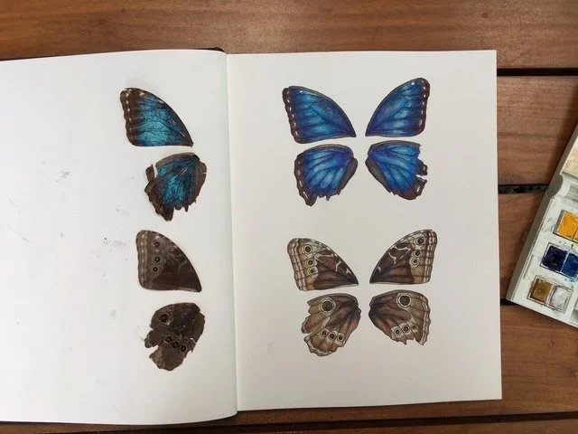 Morpho butterfly
Watercolor and pen on paper