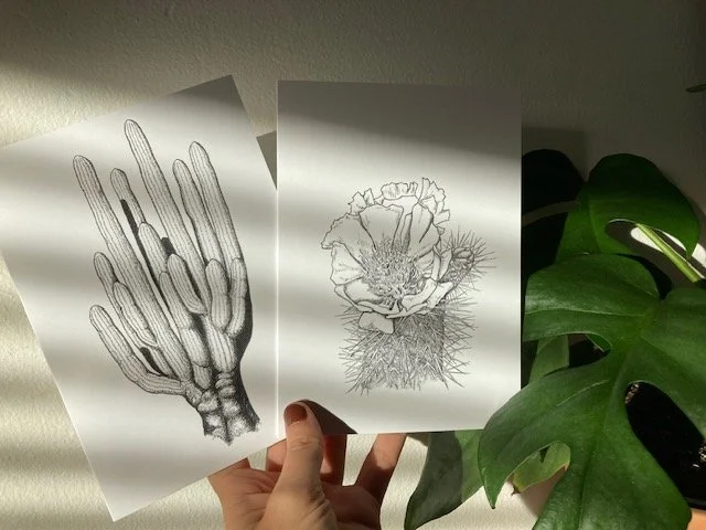 Cardon and Cholla
5x7 greeting cards