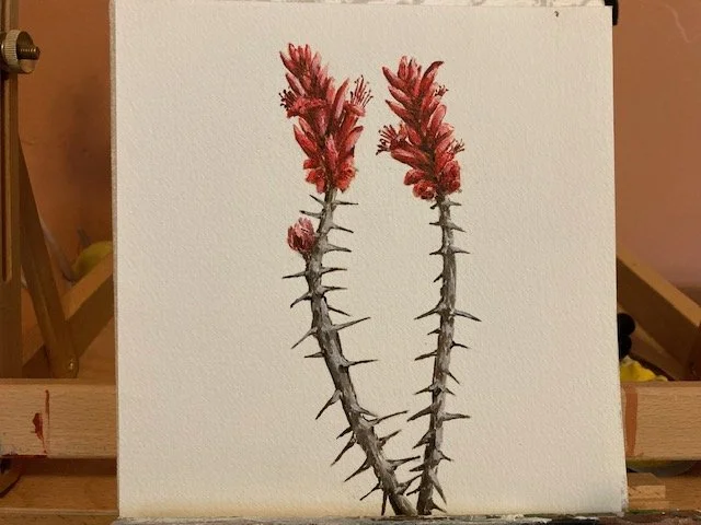 Ocotillo
Watercolor