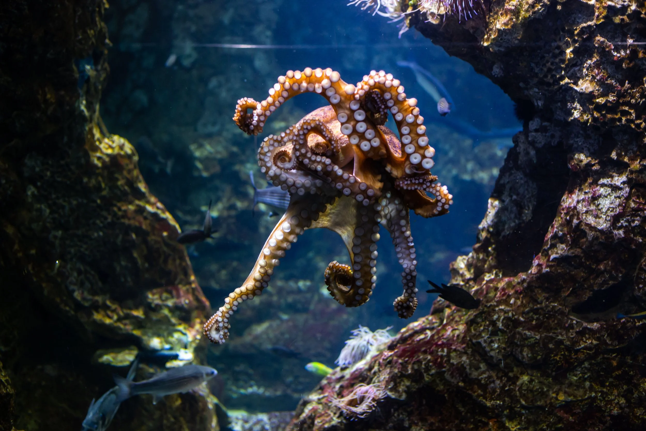 The Octopus Never Waits for the Whole Picture. Neither Should You.