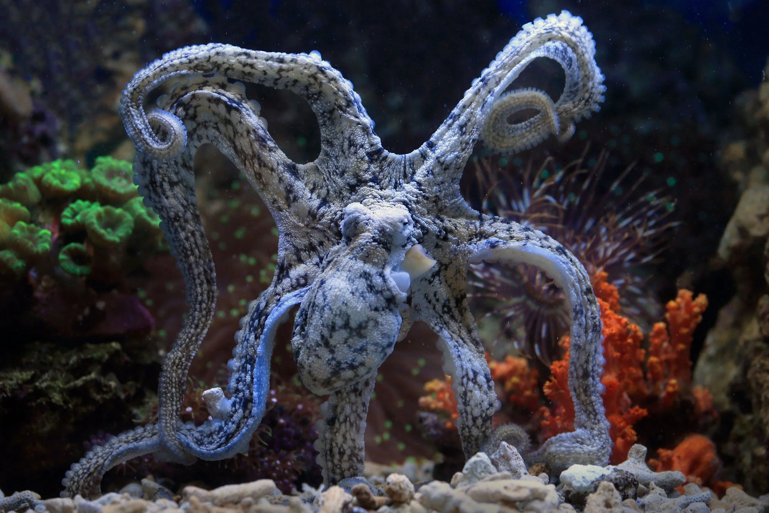 The Octopus Doesn't Only Have One Move. Neither Should You.