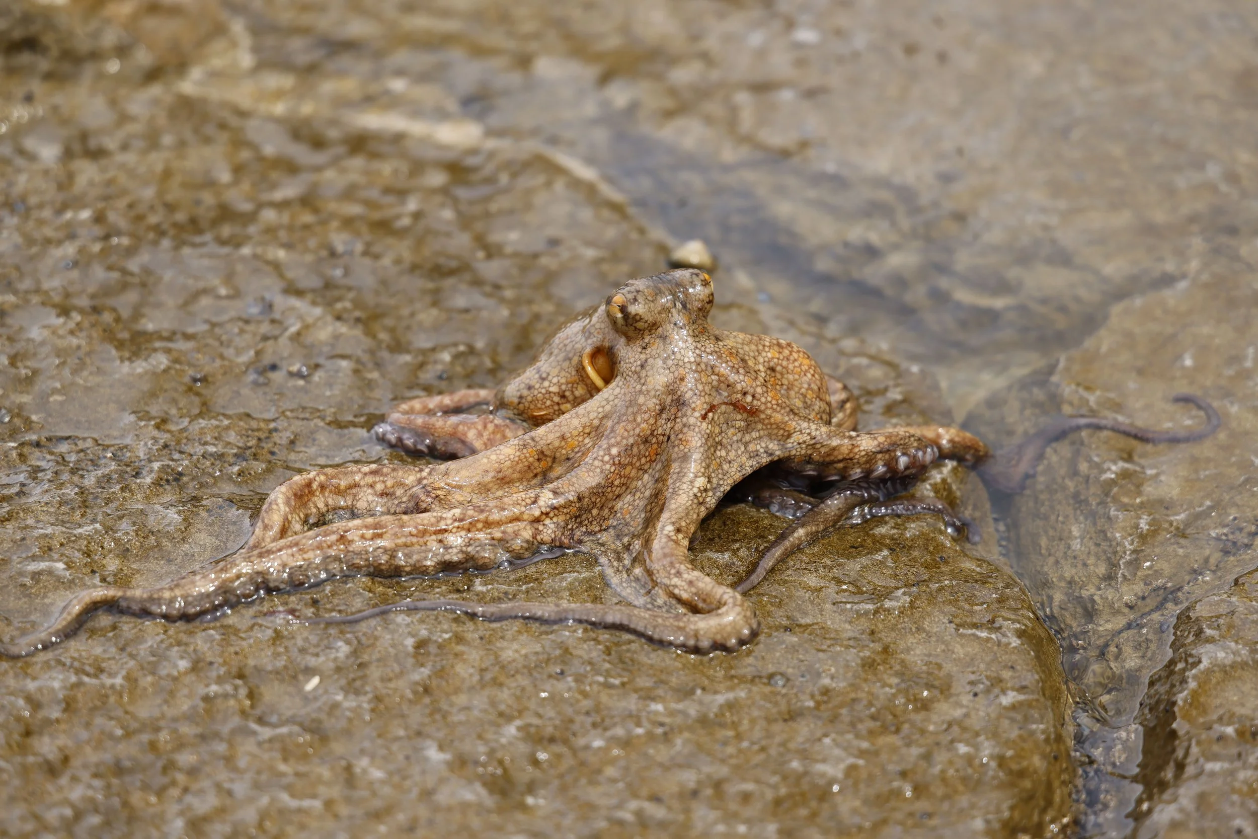 The Octopus Test: Real Constraint or Just an Excuse?