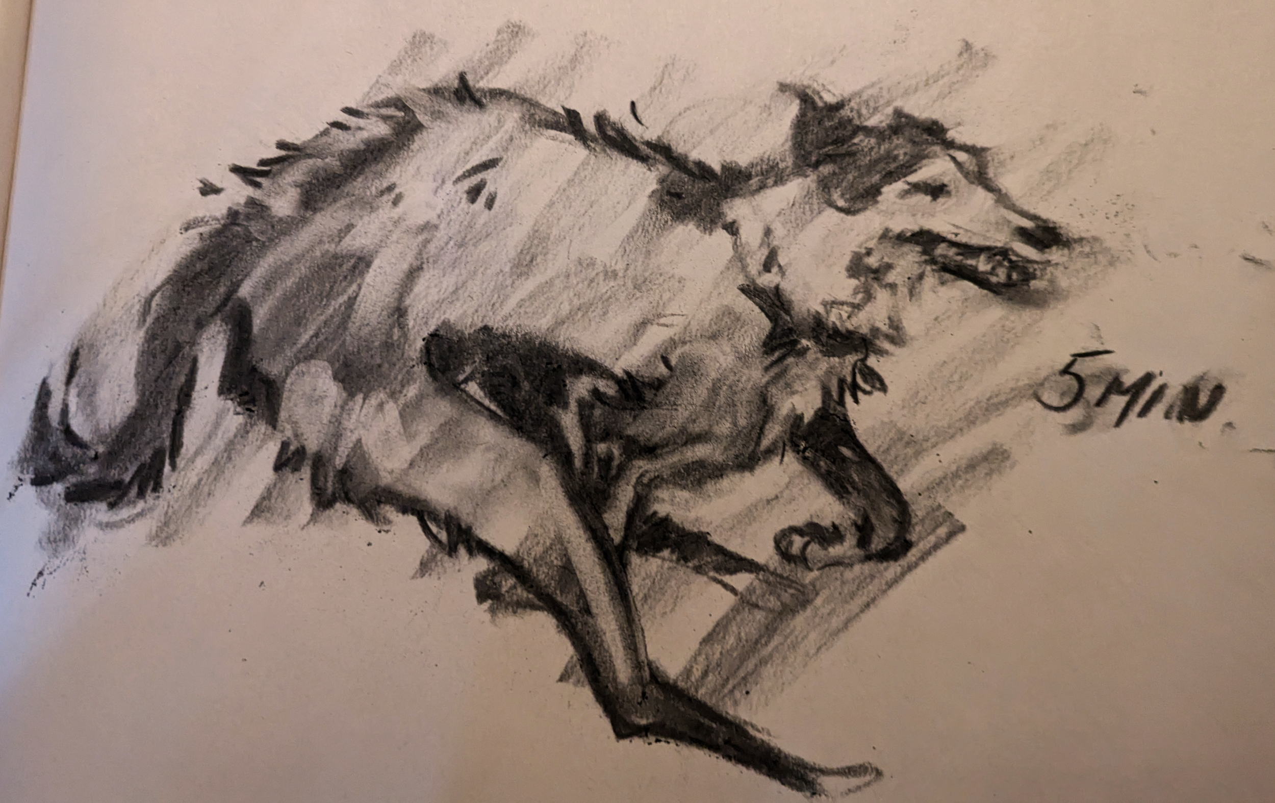 5 Minute Animal Study