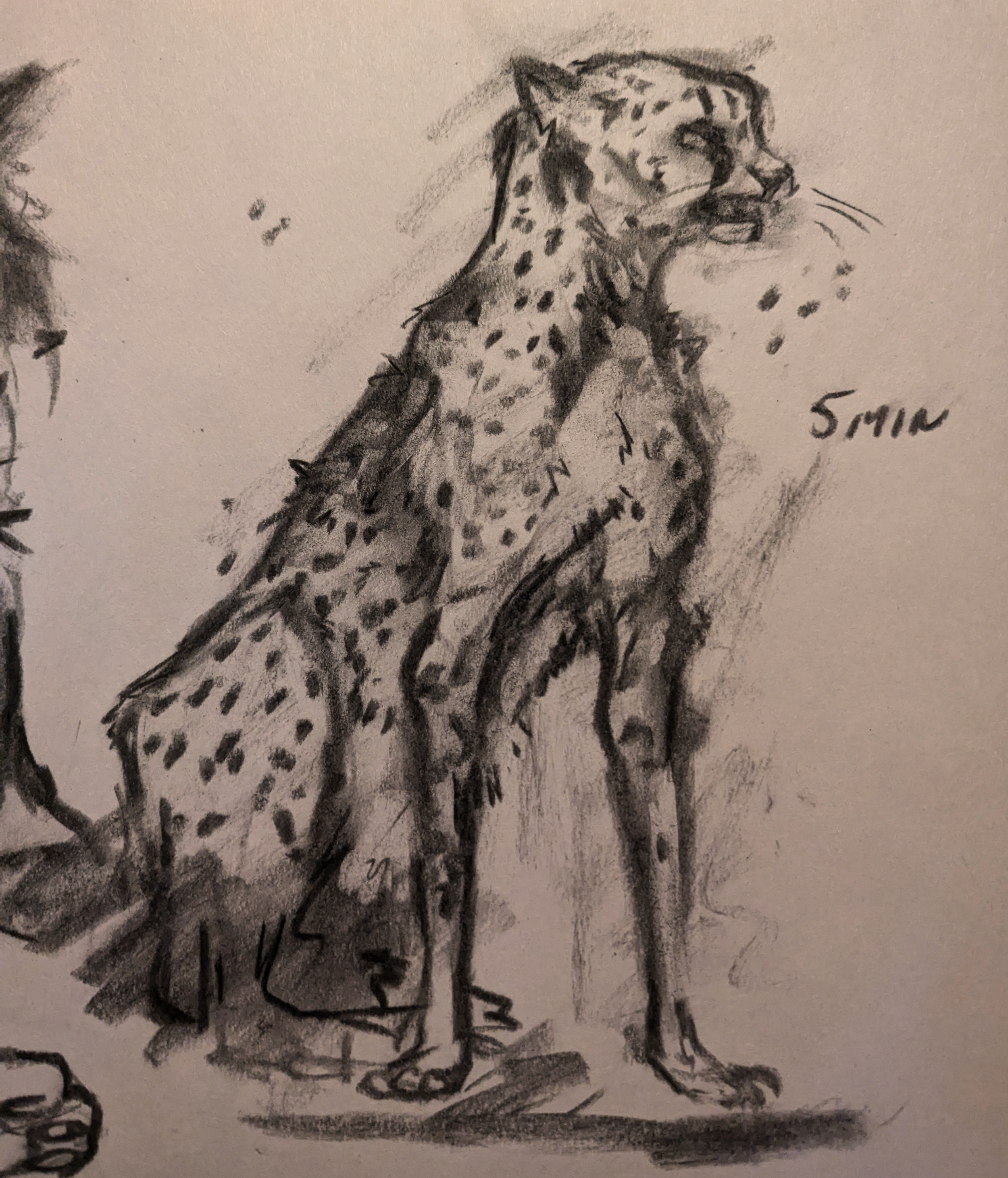 5 Minute Animal Study