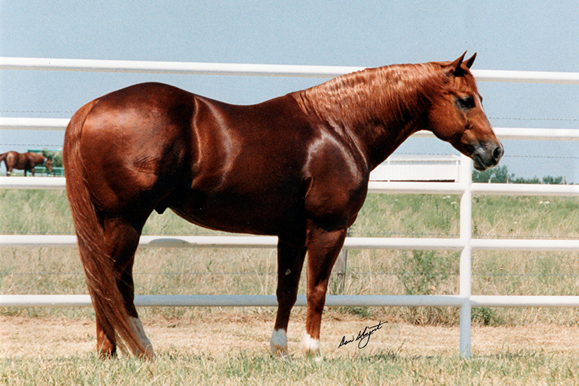 Gray’s Starlight, Doc Bar, Peppy San Badger, and the Quarter Horse Bloodlines Behind Our Broodmares