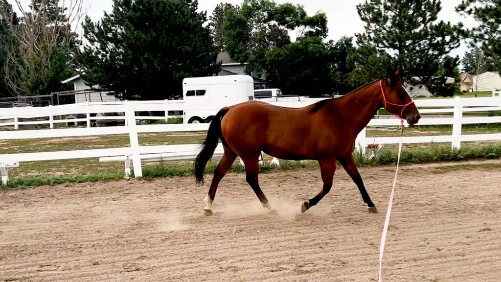 Horse Groundwork Training: Why We Start Every Horse on the Ground and What That Actually Means
