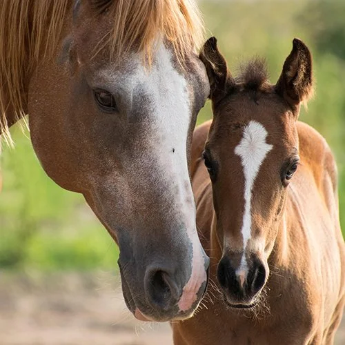 What Is Artificial Insemination in Horses and Is It Right for Your Mare?
