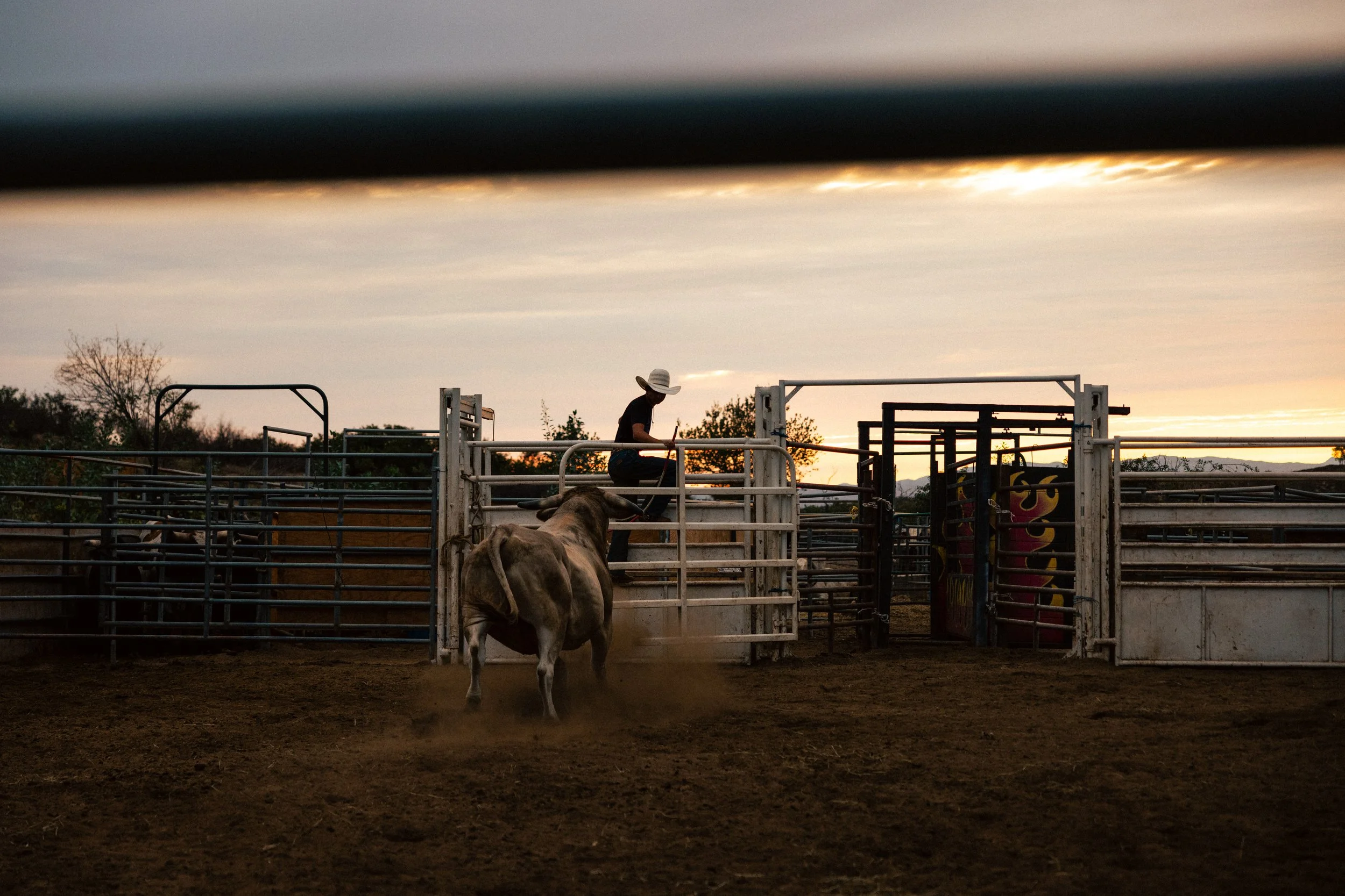 BULL RIDING