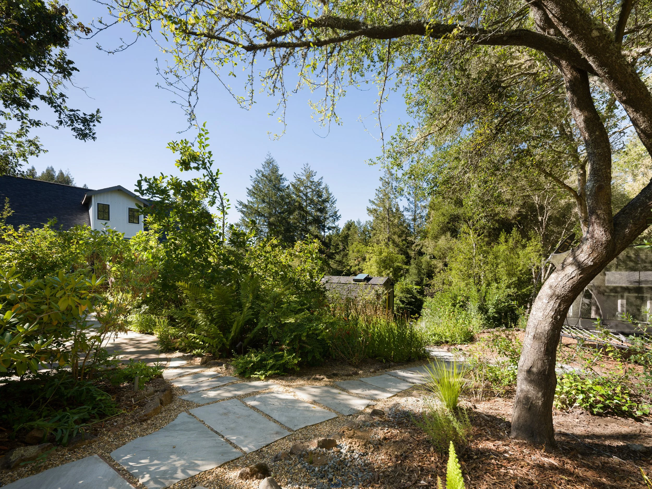 A backyard garden with a stone pathway, lush green bushes, and a large tree with sprawling branches. A white house with black windows is visible in the background under a clear blue sky.