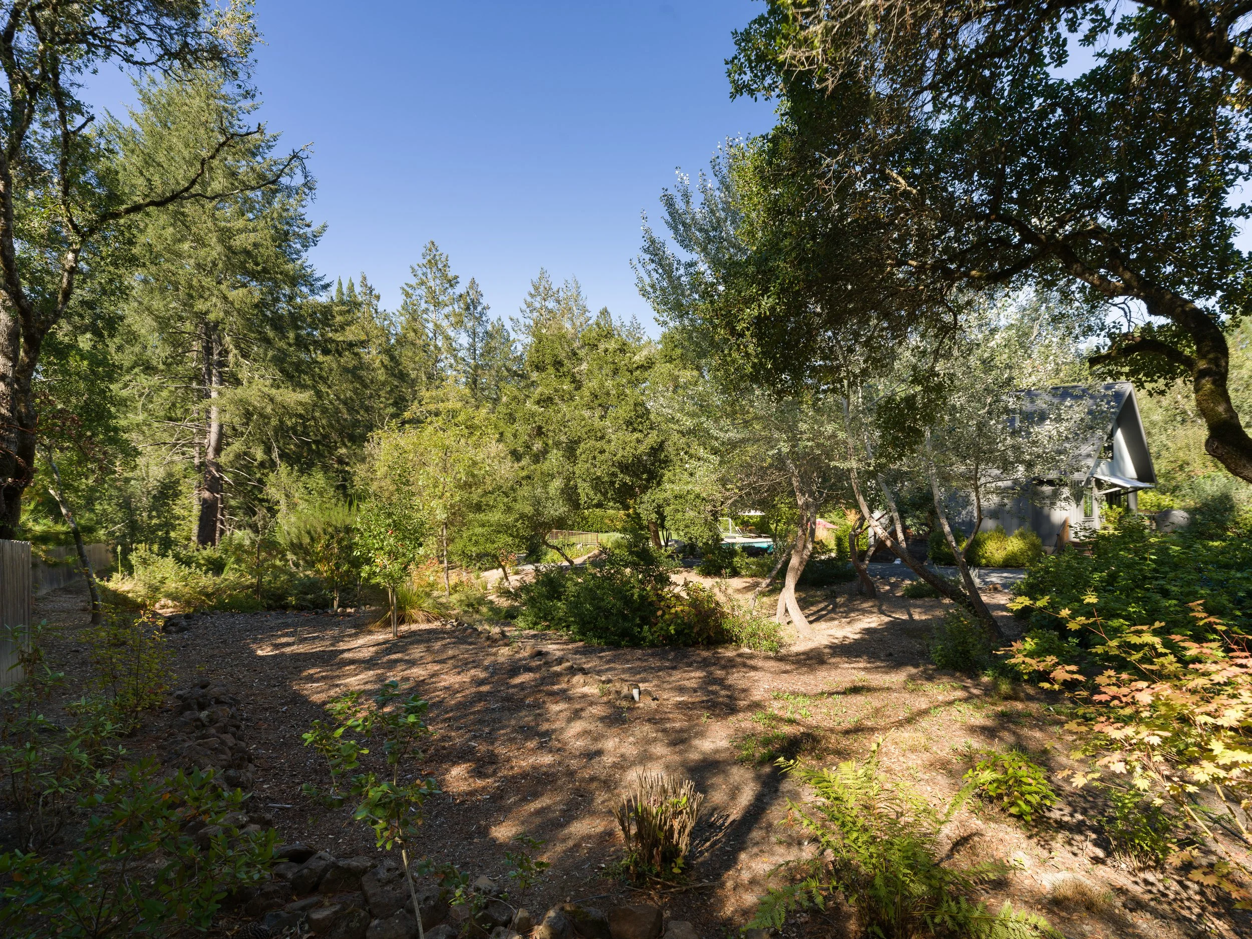 A backyard with a dirt area, green bushes, tall trees, and a house with a sloped roof in the background, under a clear blue sky.