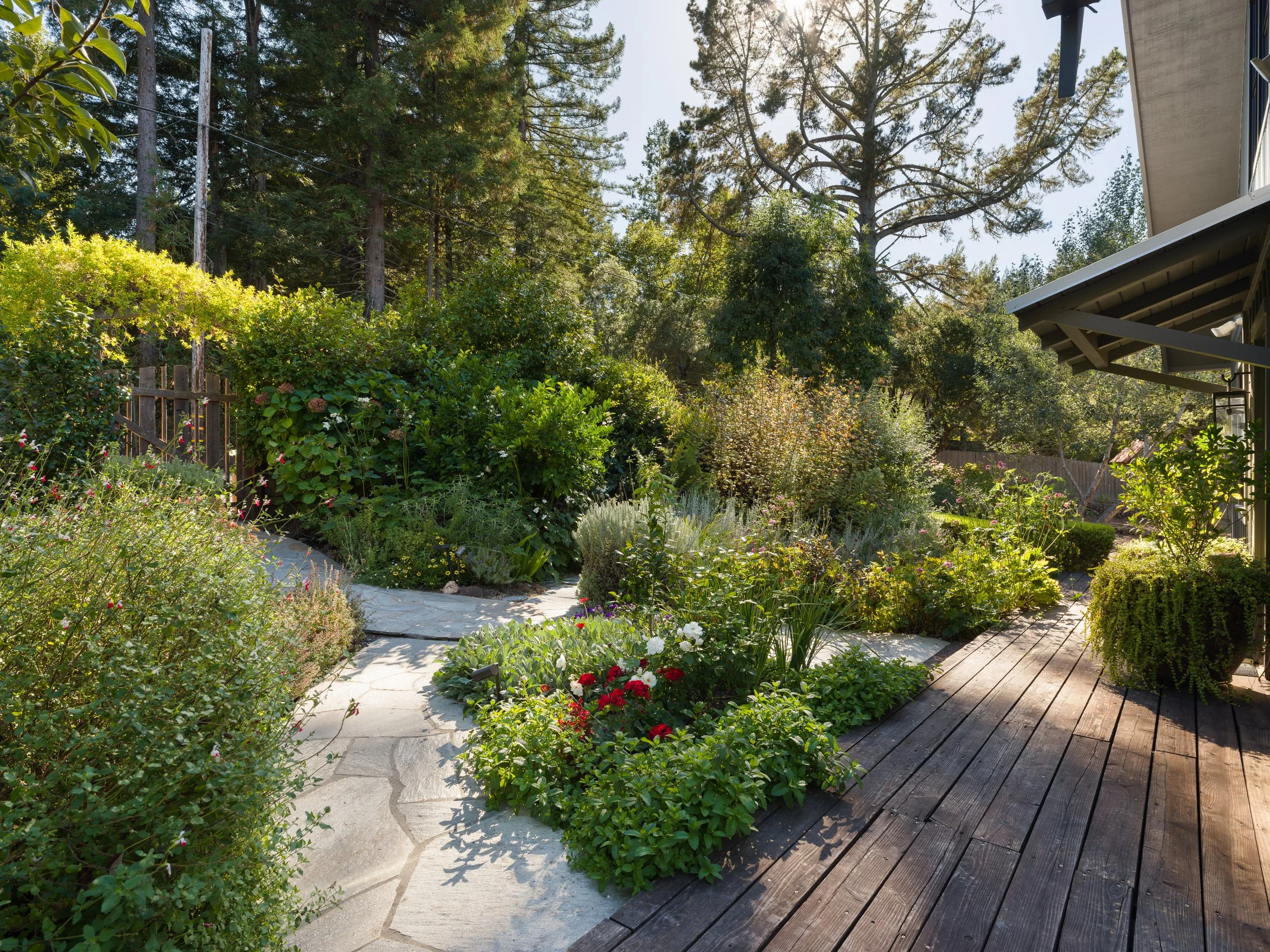 A view of a lush backyard garden with various plants, bushes, and flowers, with a stone pathway and a wooden deck, surrounded by tall trees and a house on the right side.